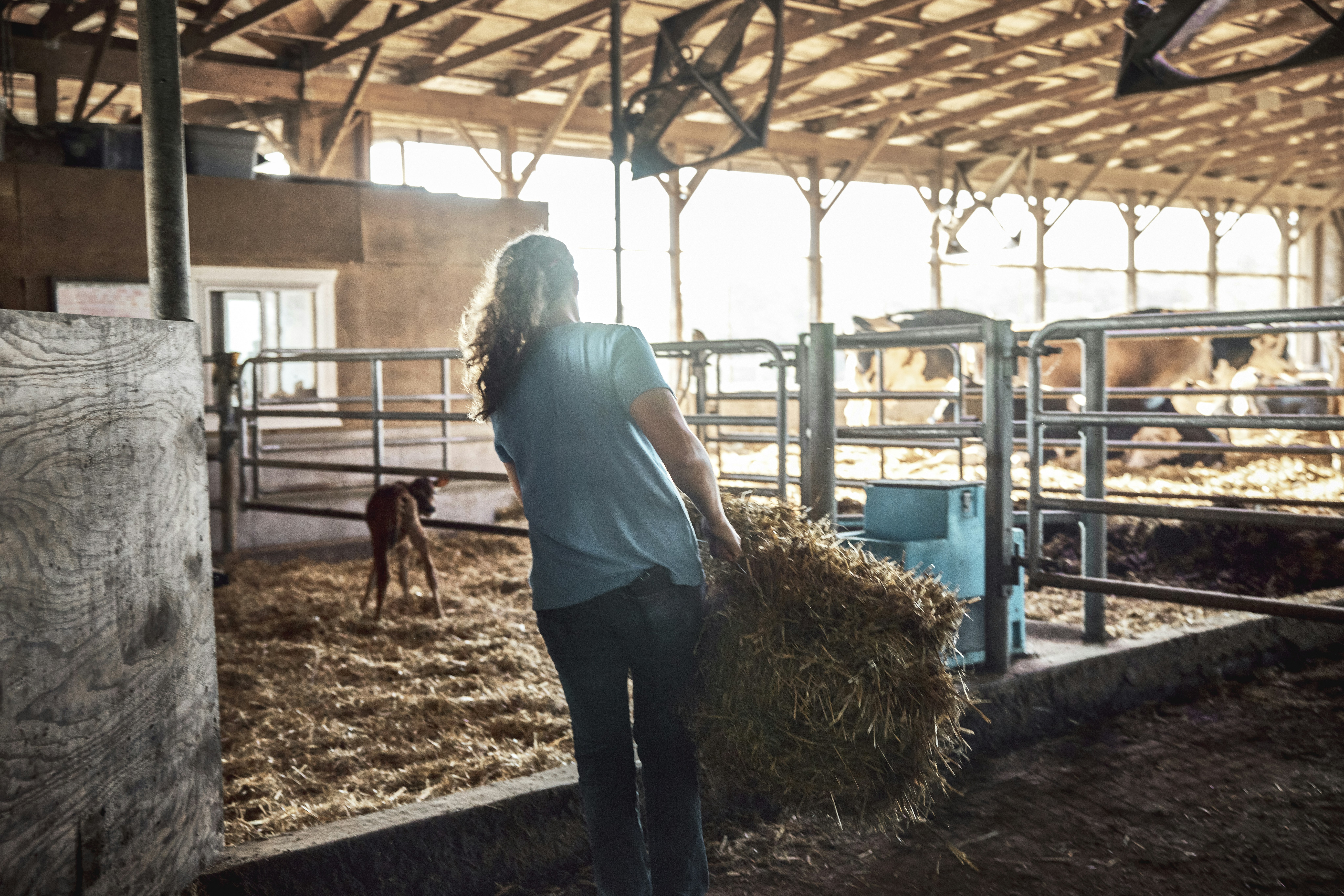 Woman carrying hay through a dairy barn