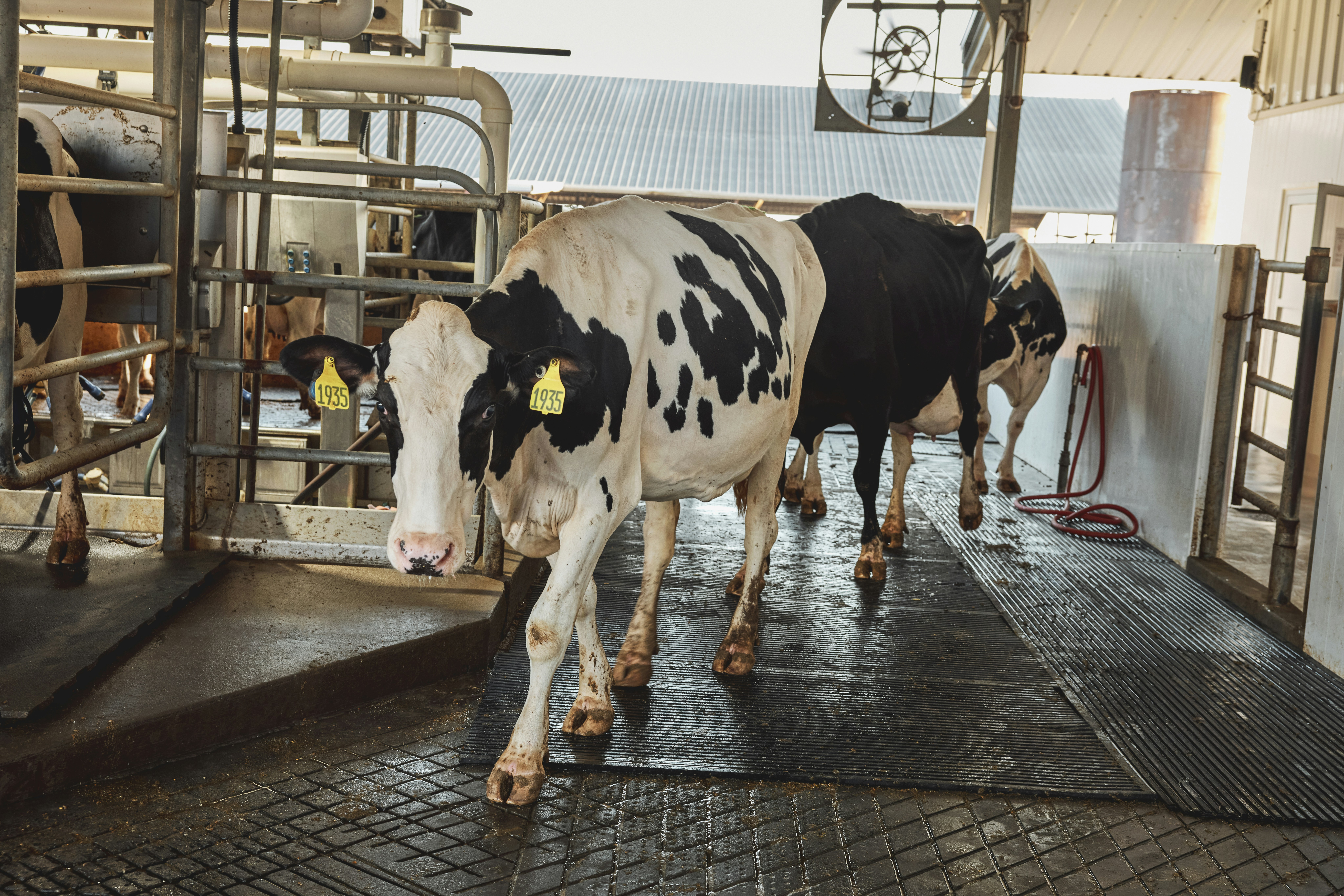 Holstein cows walking on rubber matting through a gate in a dairy barn, legs and feet in view