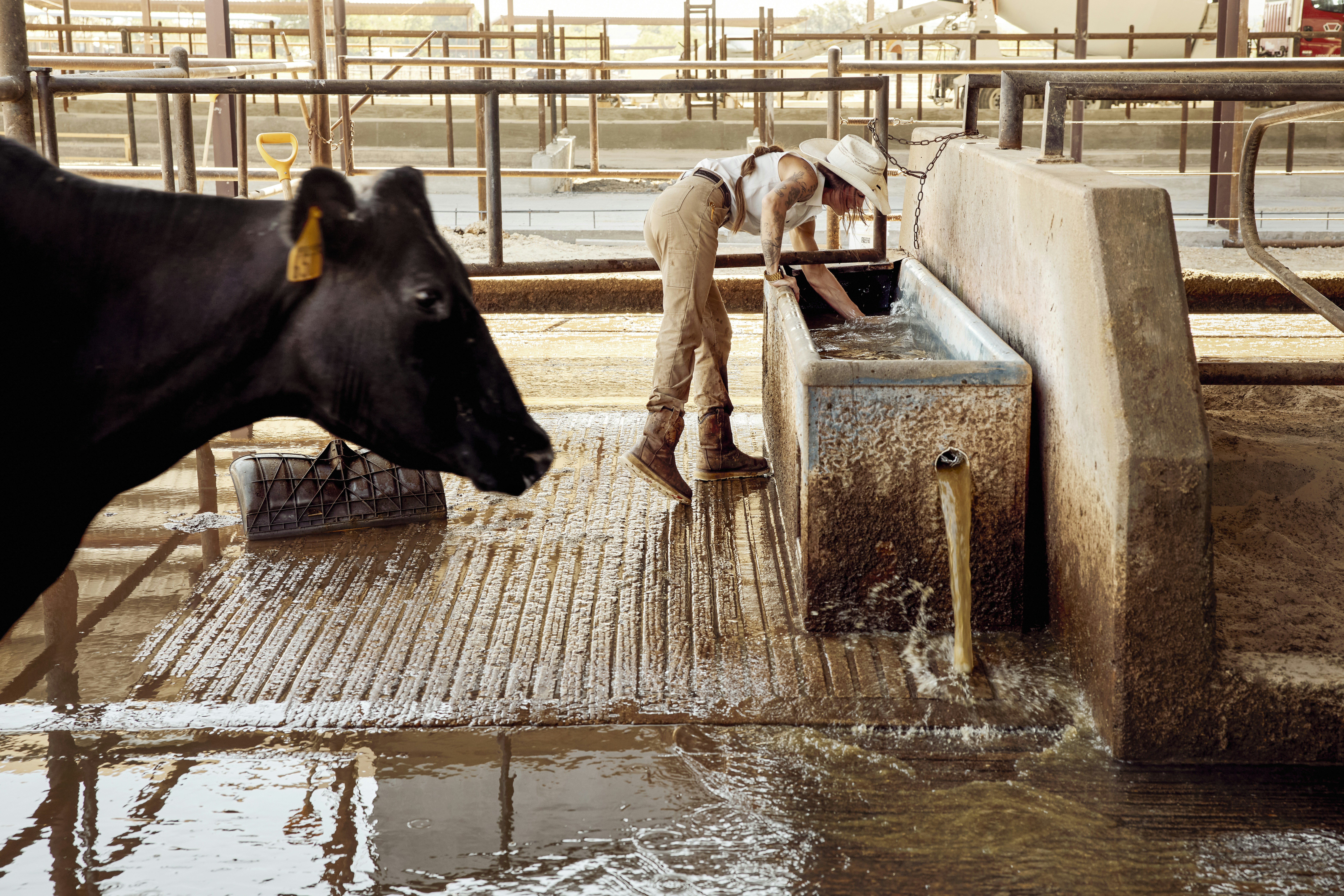 Cows beside a water trough