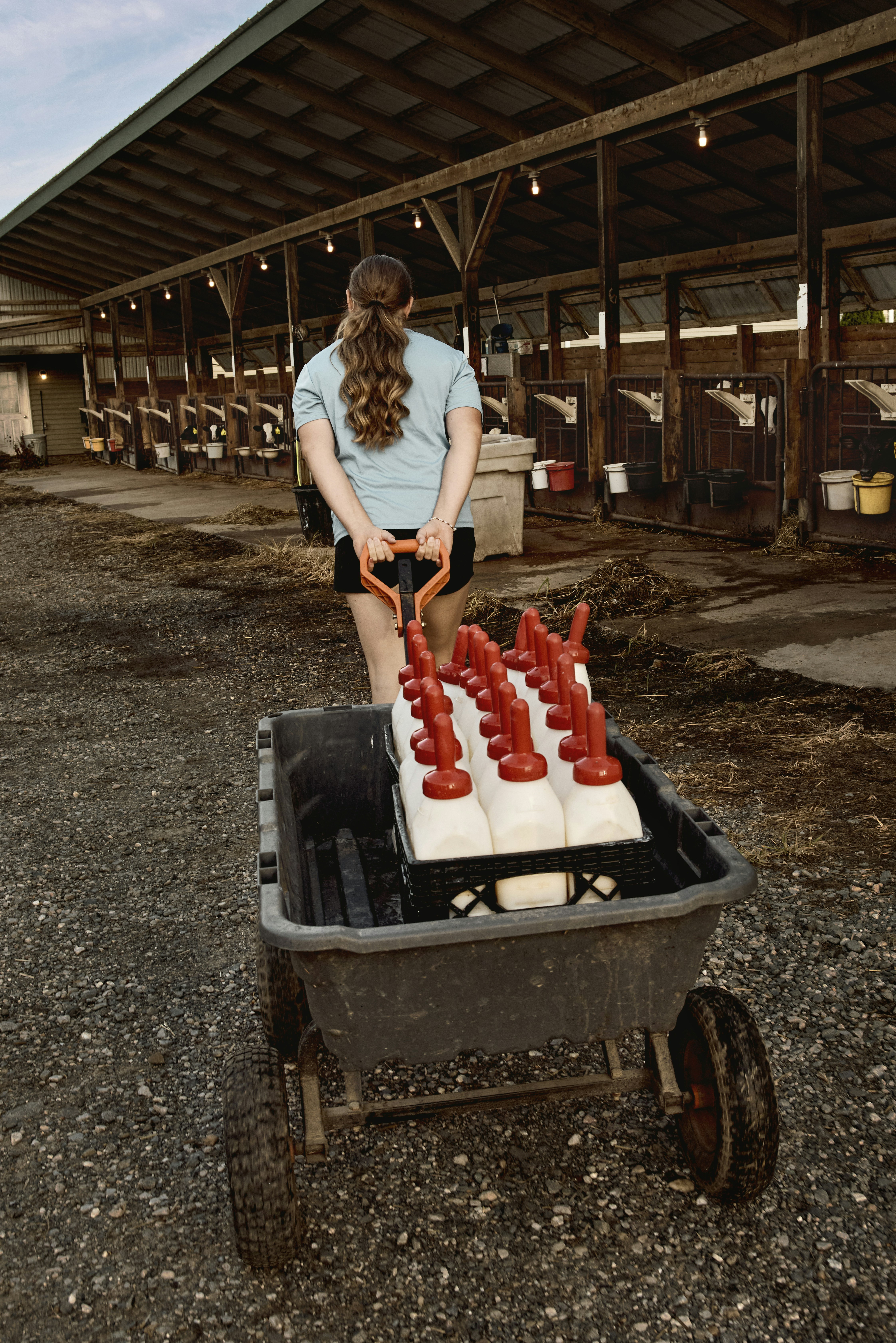 Feeding calves
