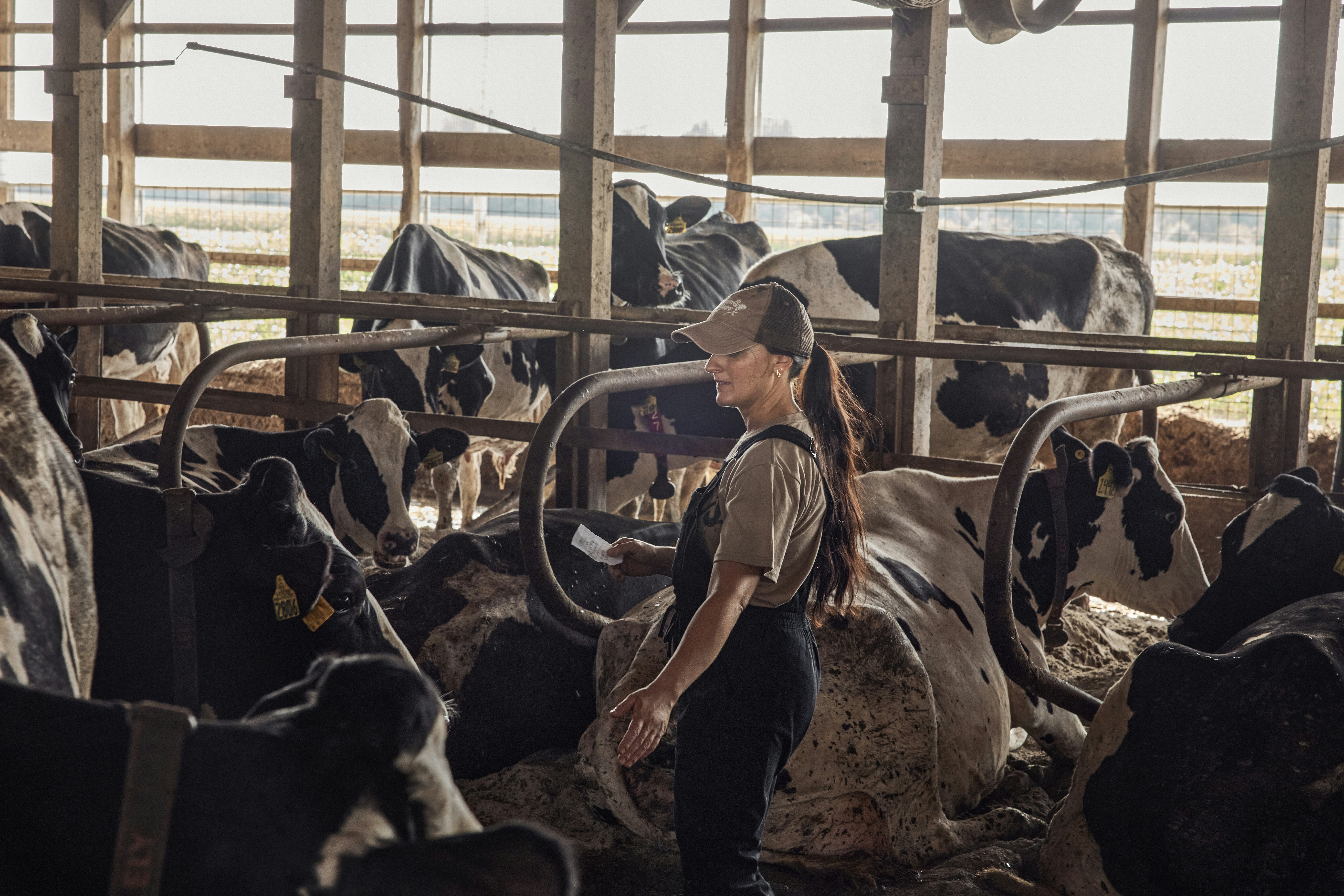Woman standing among cows in a barn. Ohio, USA.