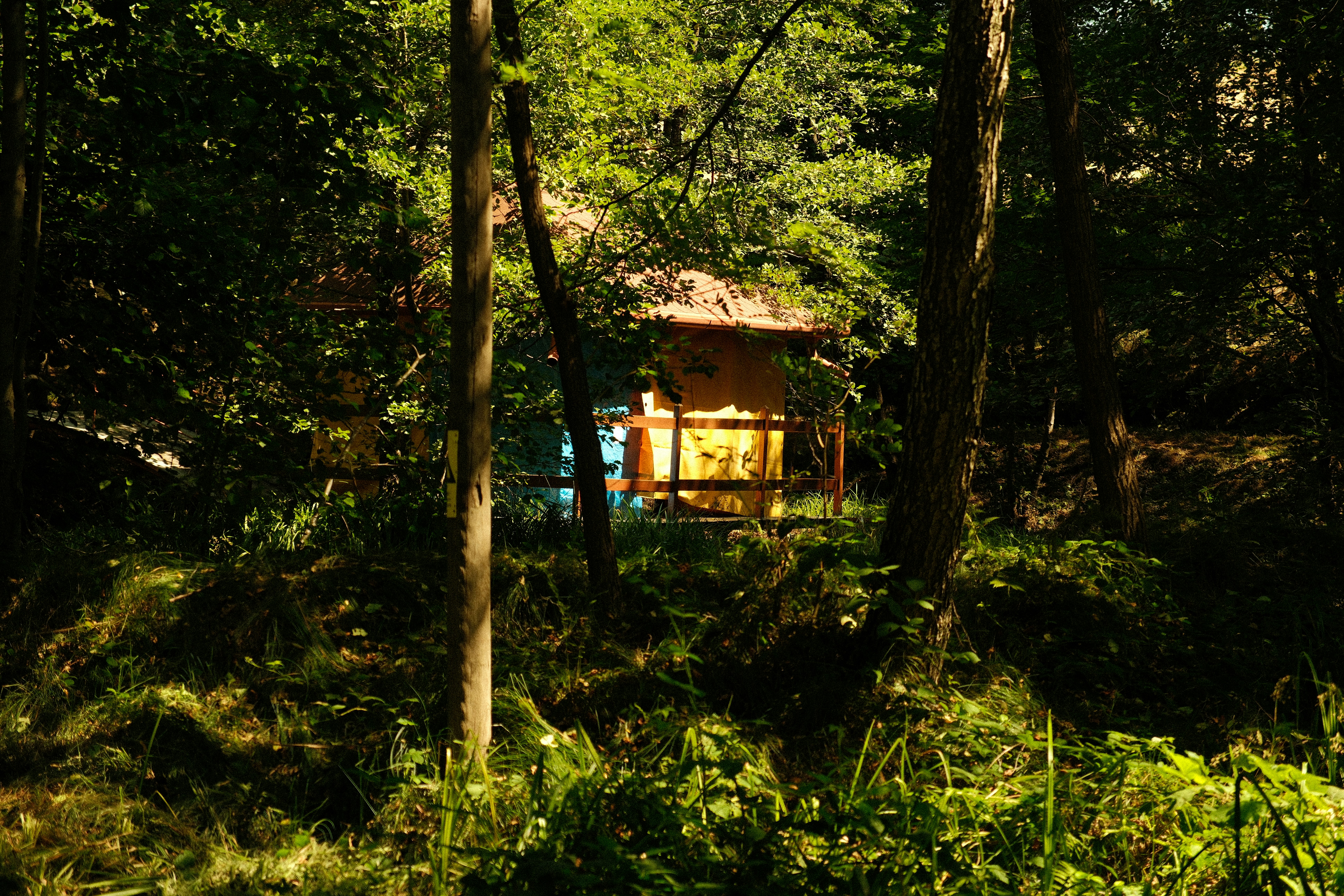 Small yellow structure in forest - Free Photo on Unsplash