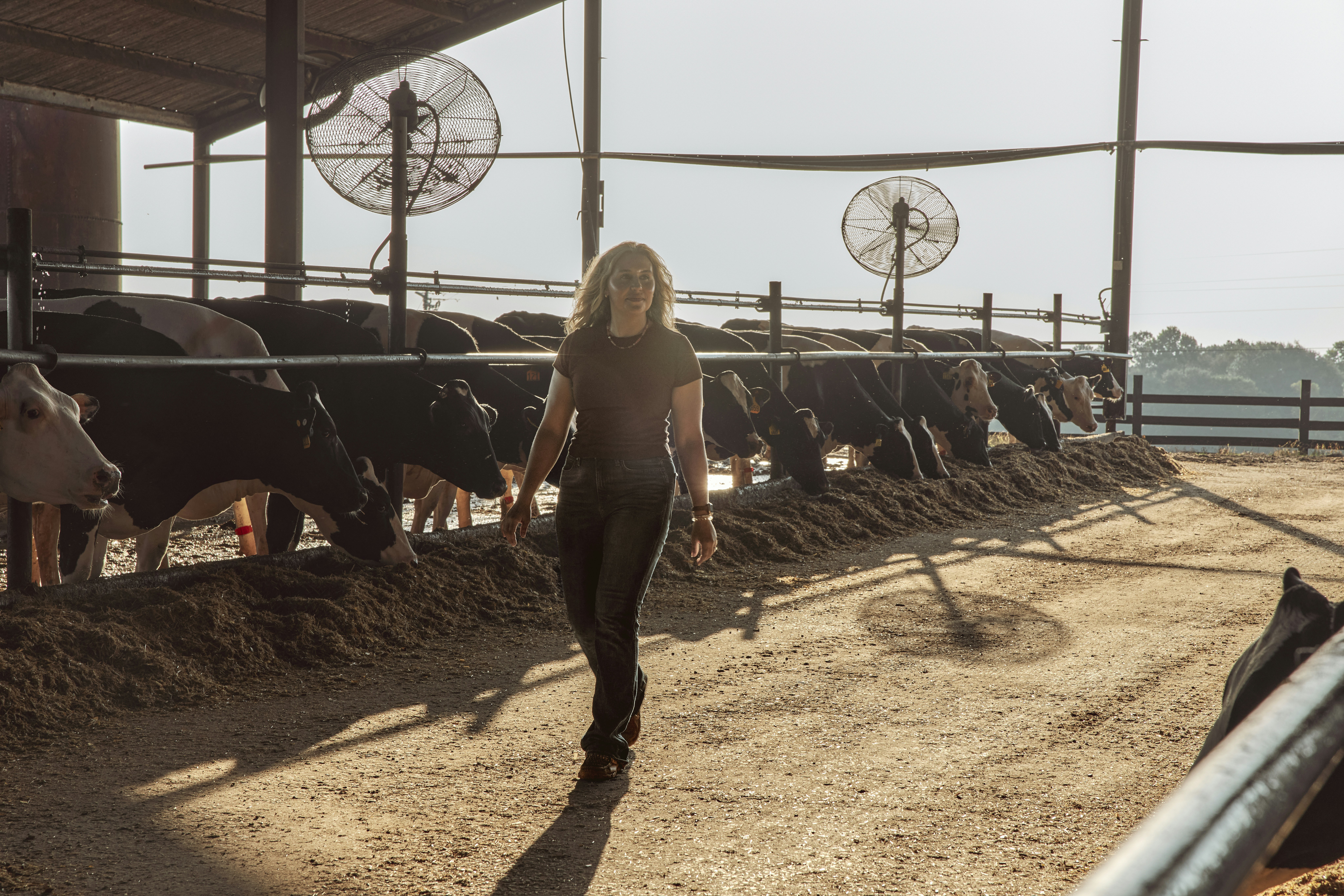 Woman walking through a dairy barn