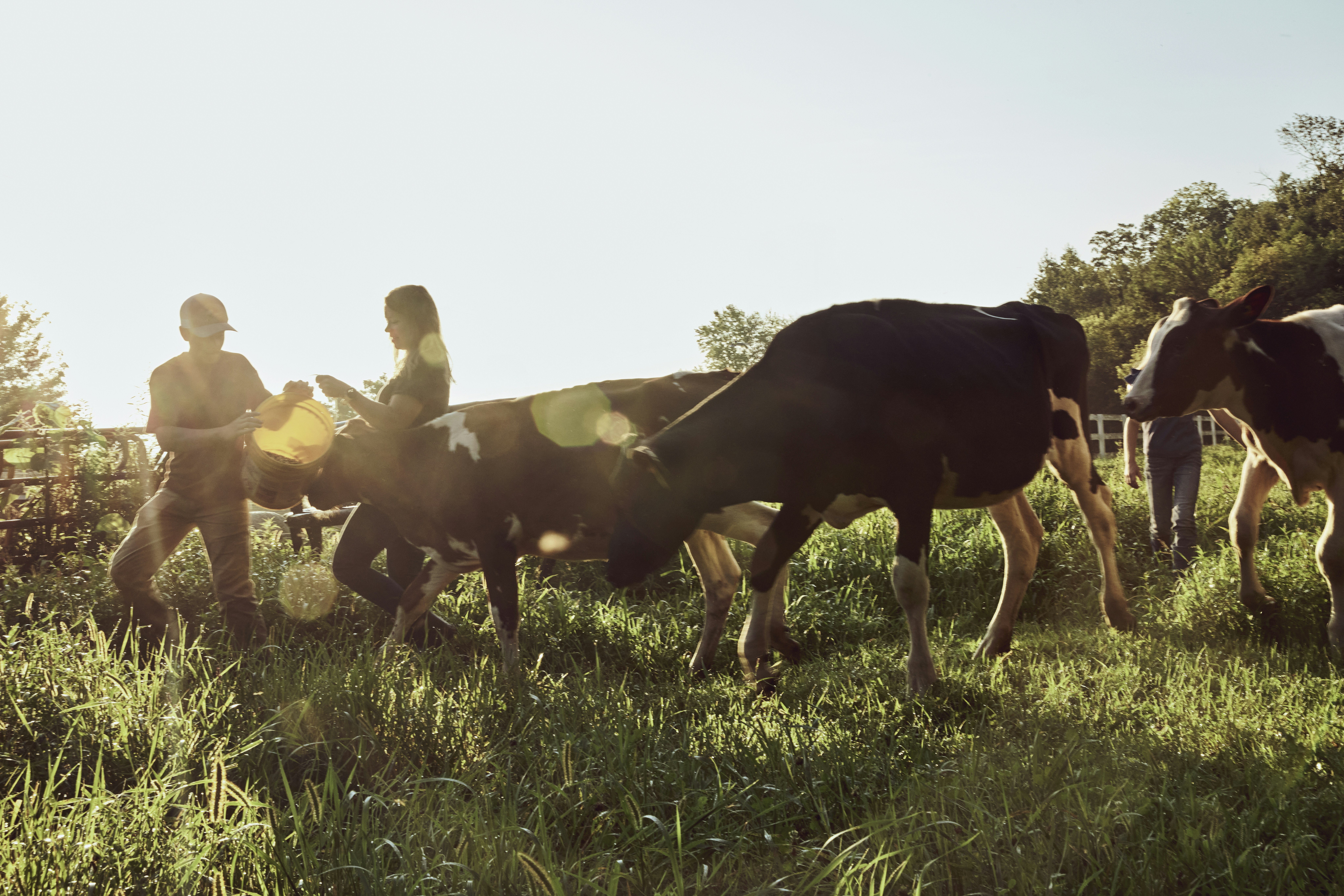 Two people standing in a field among grazing cows