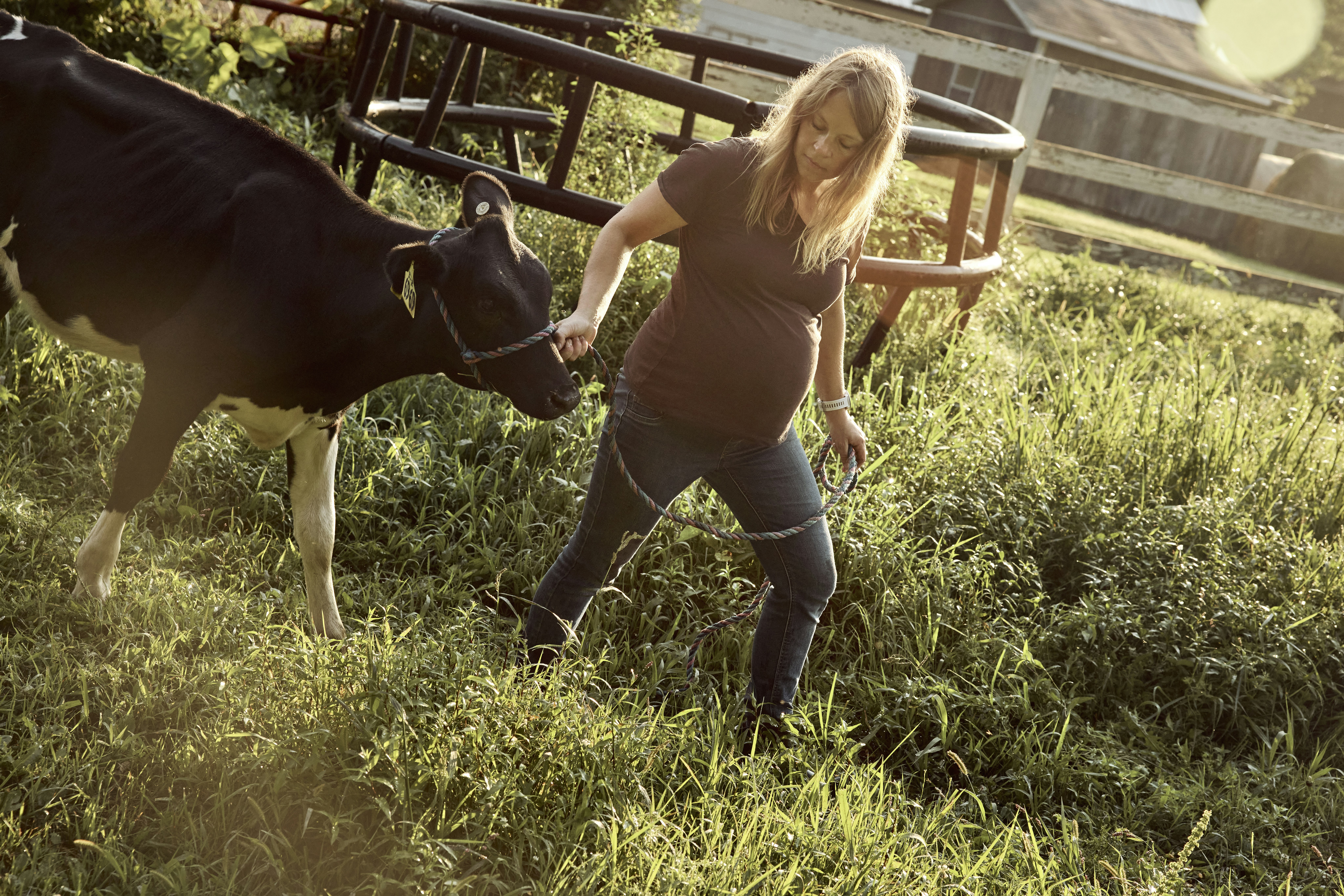 Woman with a calf in a pasture. Minnesota, USA.