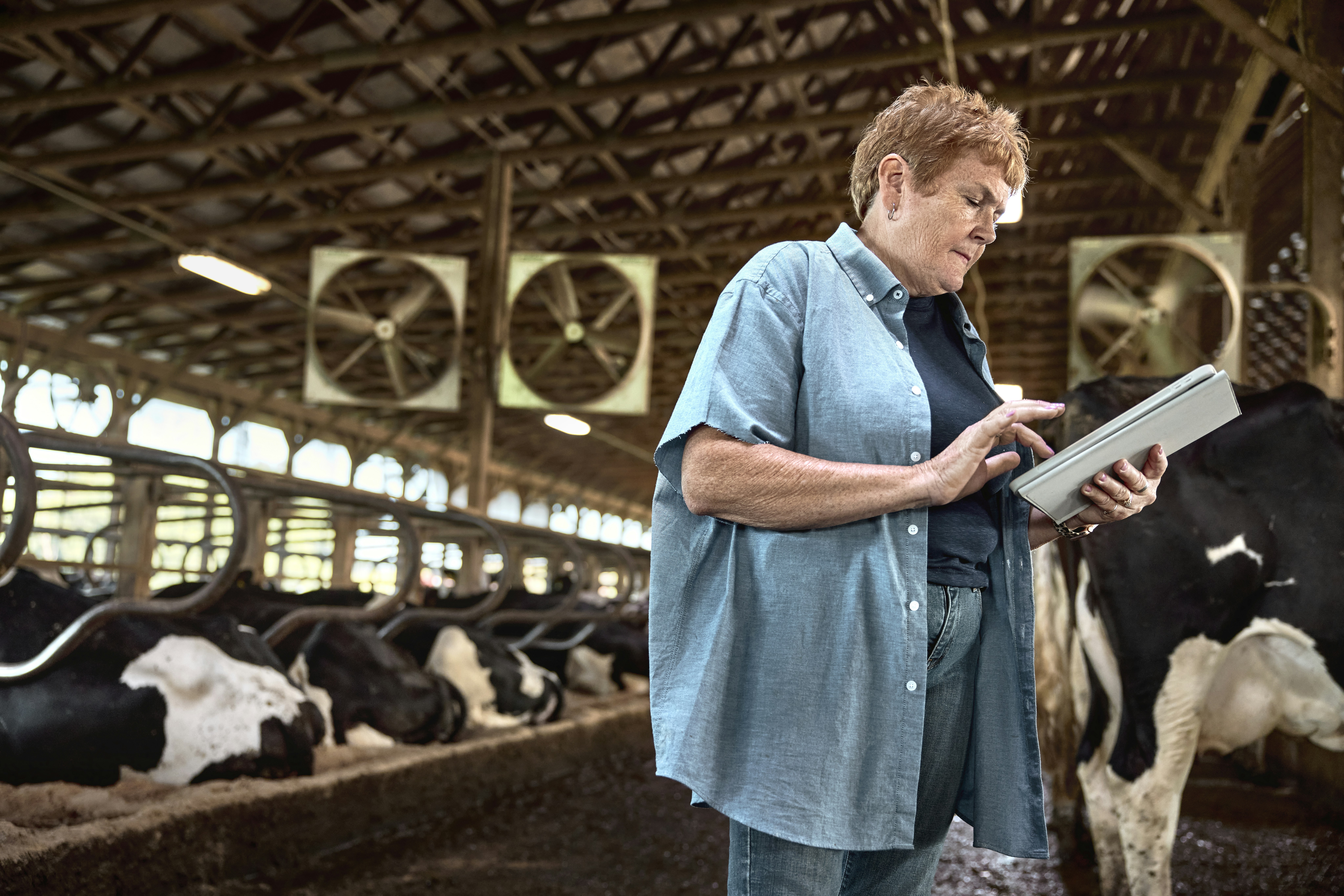 Woman using a tablet in a dairy barn. Pennsylvania, USA.