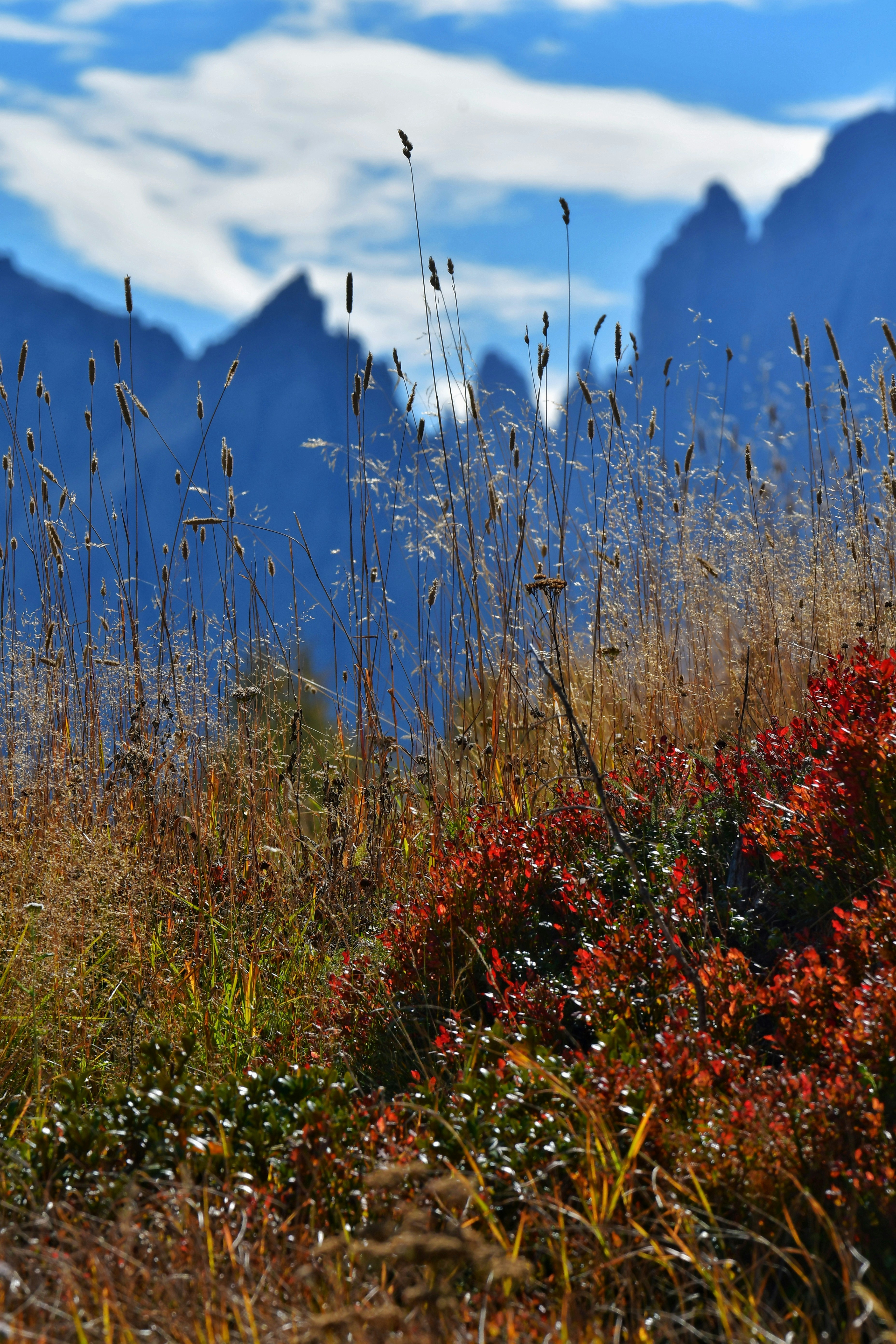 Tall golden grasses and red autumn foliage against a backdrop of jagged blue mountains