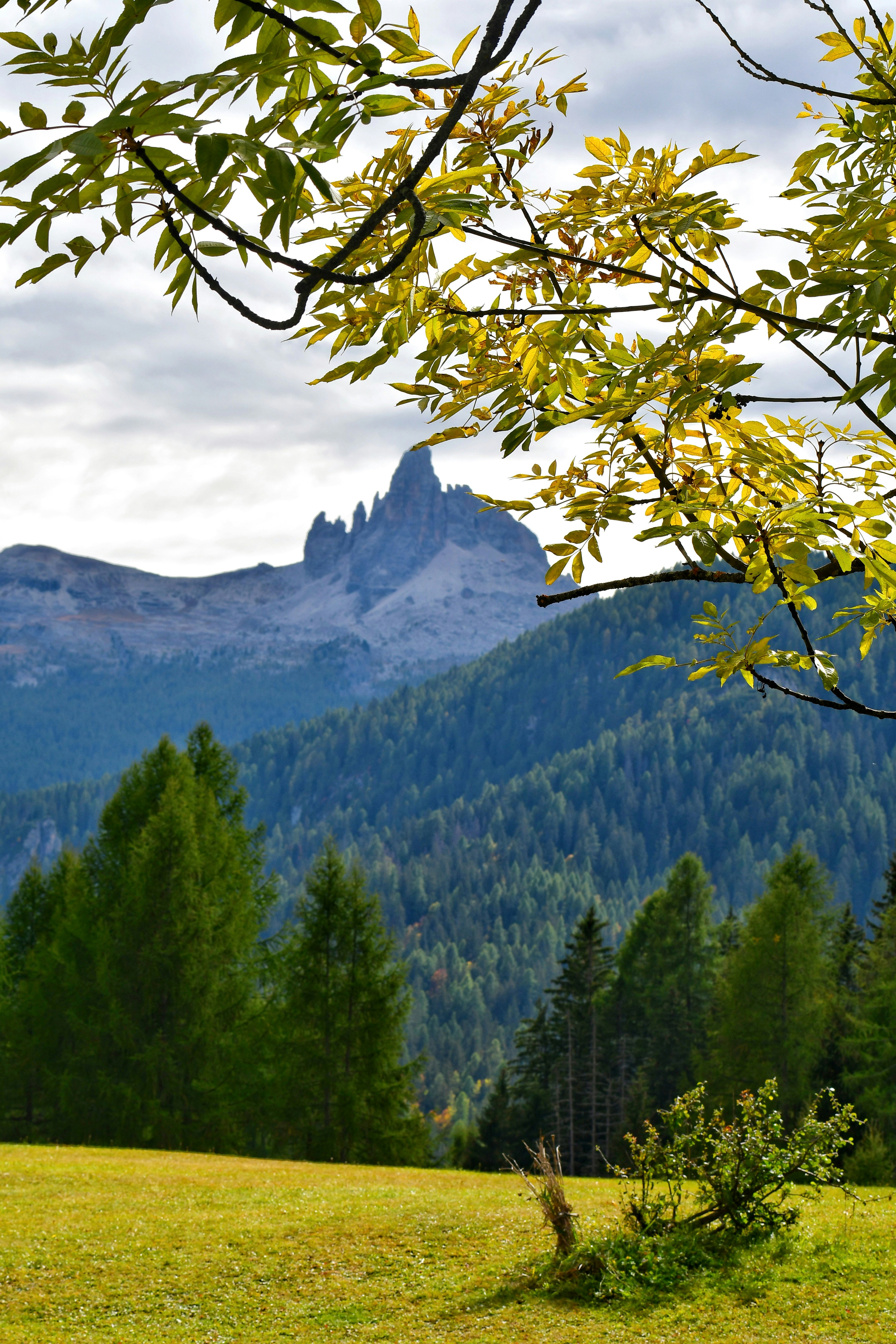 Green tree branches framing a distant rocky mountain peak above a coniferous forest
