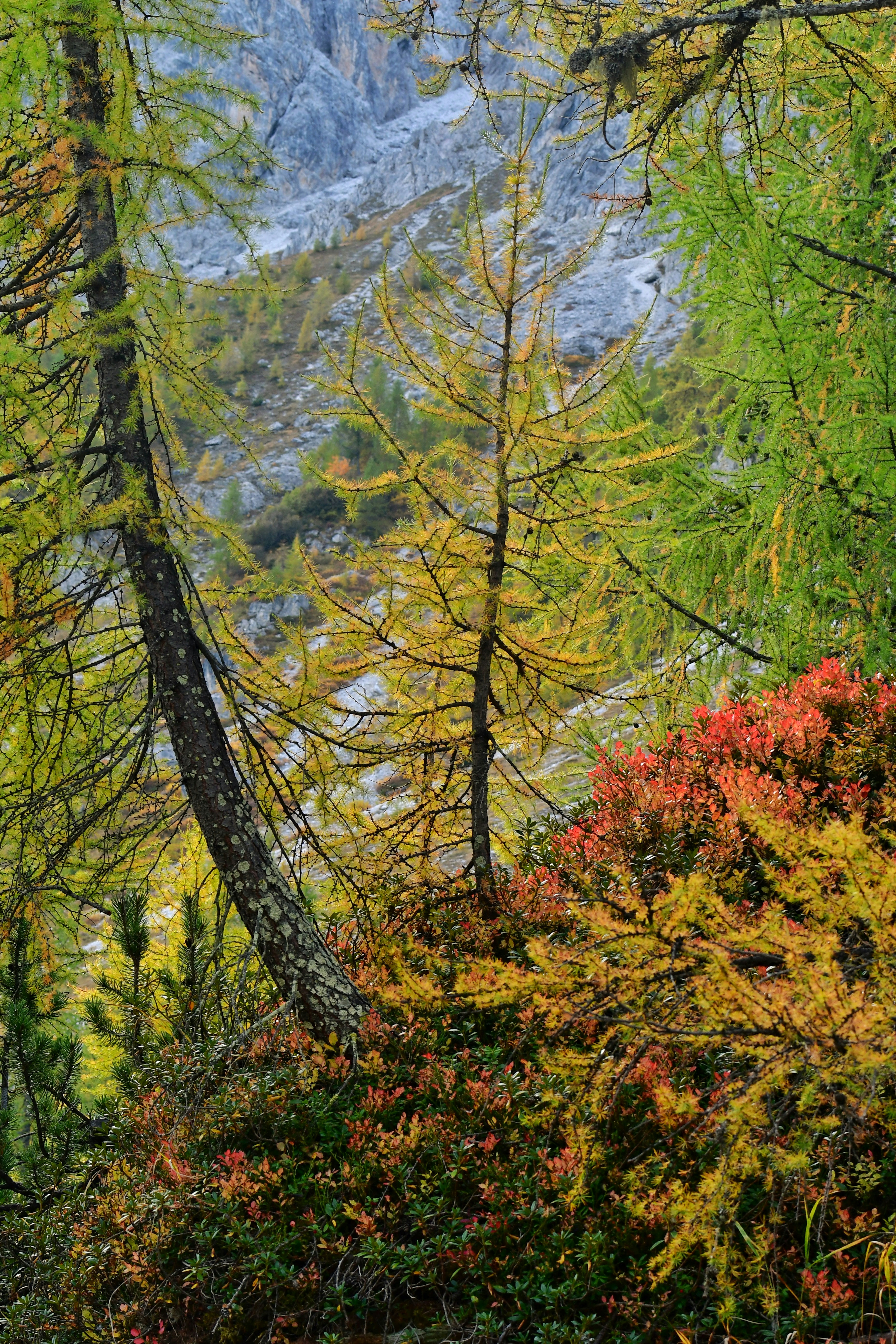 Yellow larch trees and red autumn foliage on a rocky mountain slope