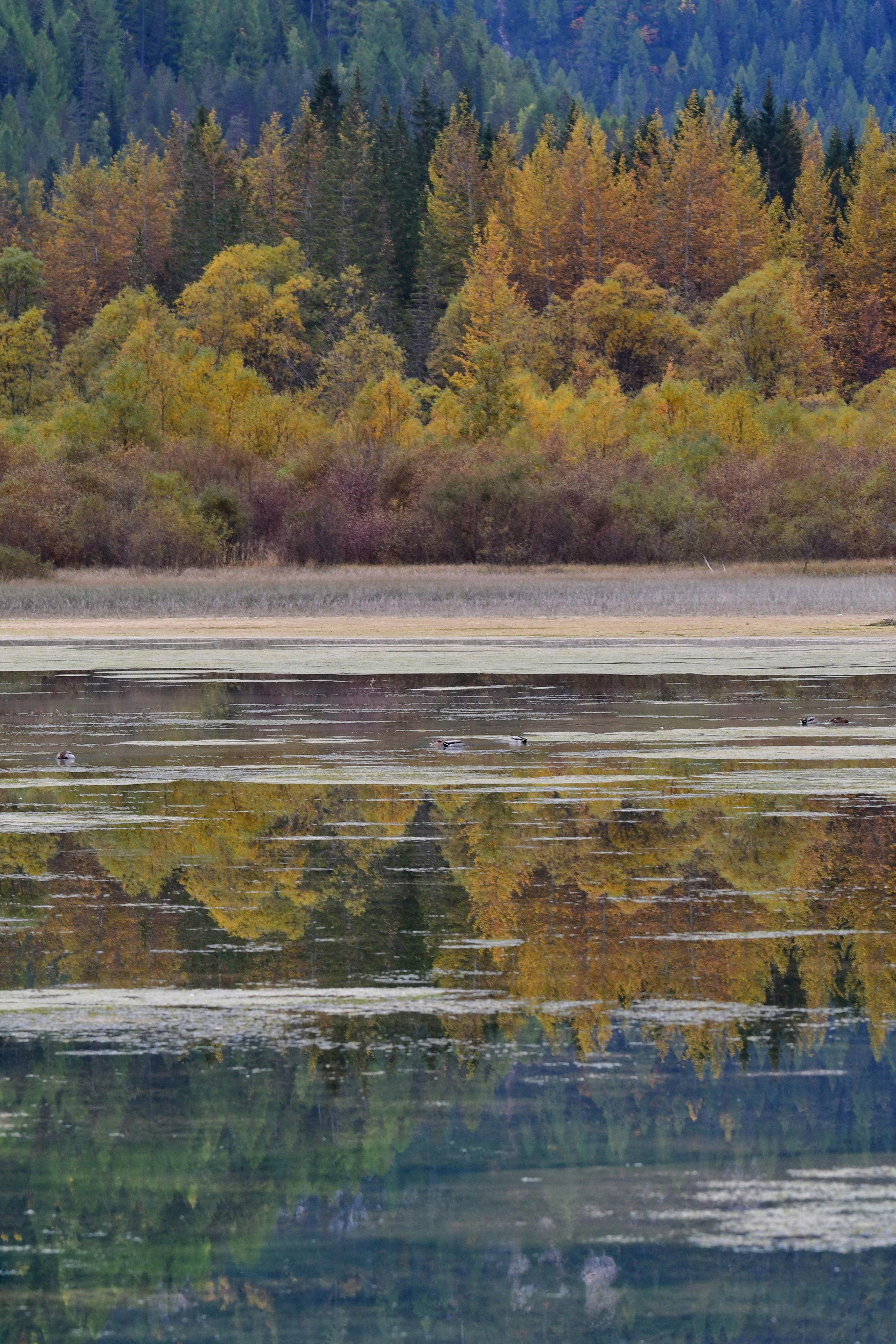 Ducks swimming on a calm lake reflecting autumn trees in yellow and green