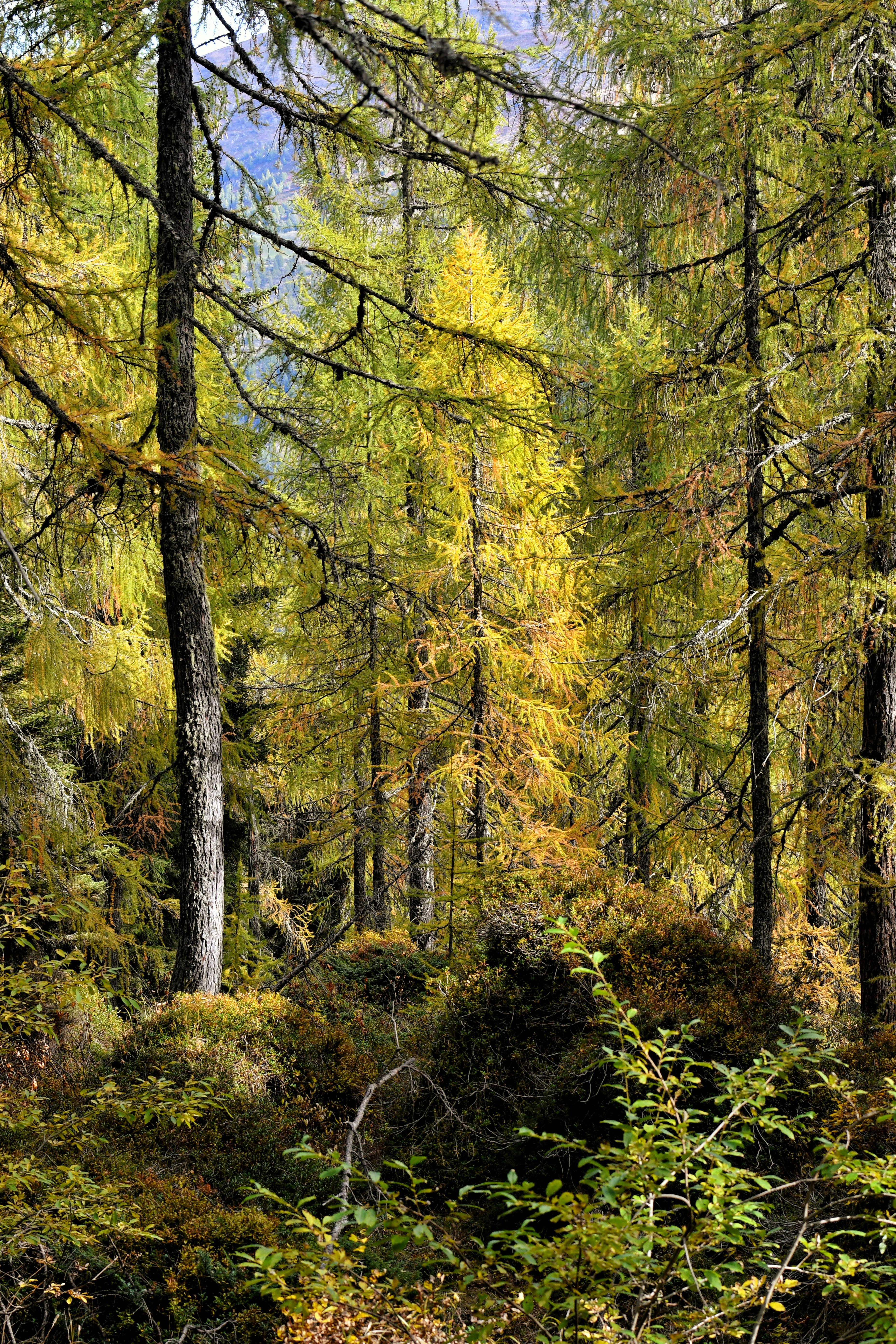 Larch trees with yellow needles in a dense forest during autumn