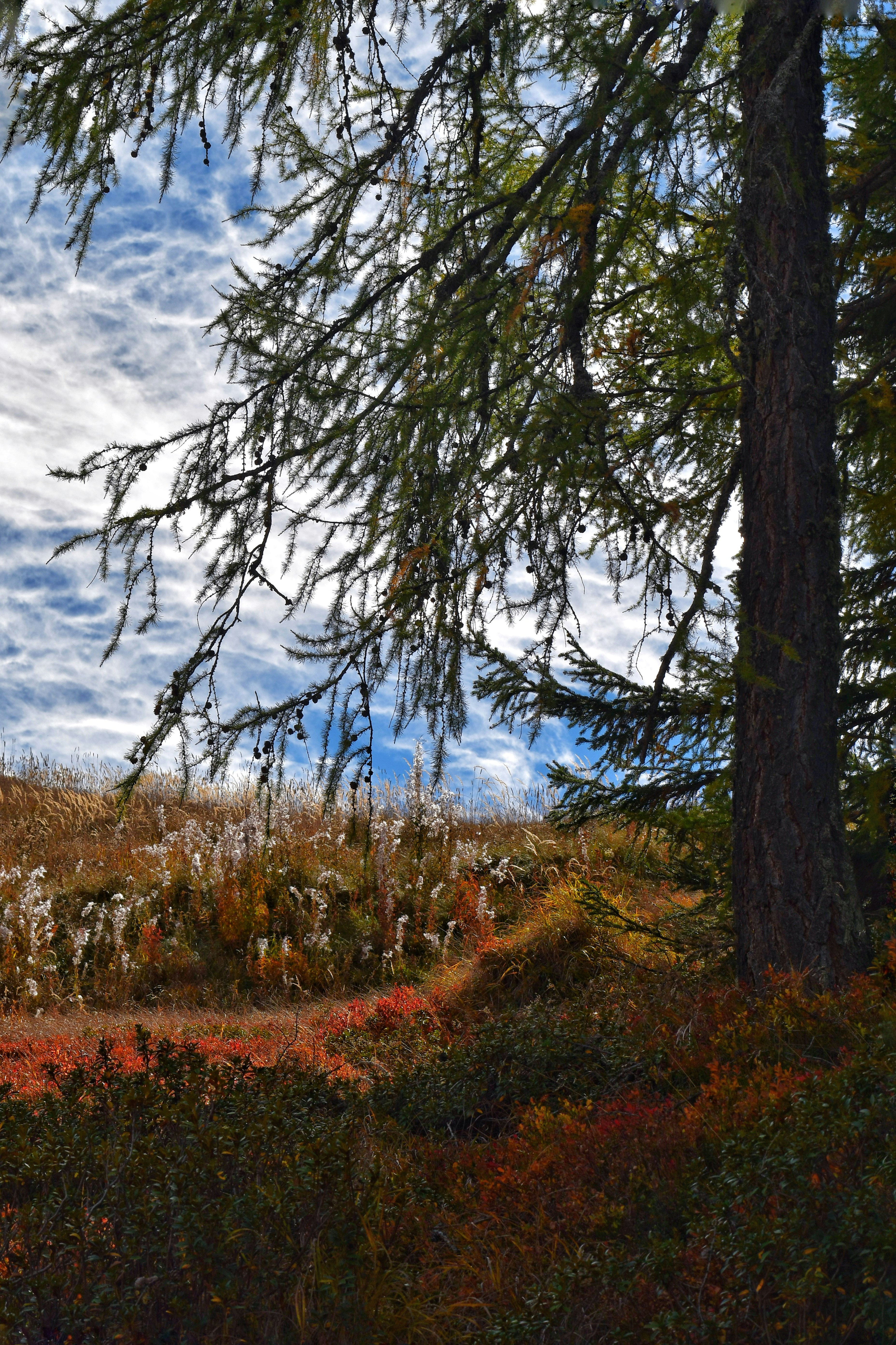 A larch tree with needles and cones over a meadow of autumn foliage