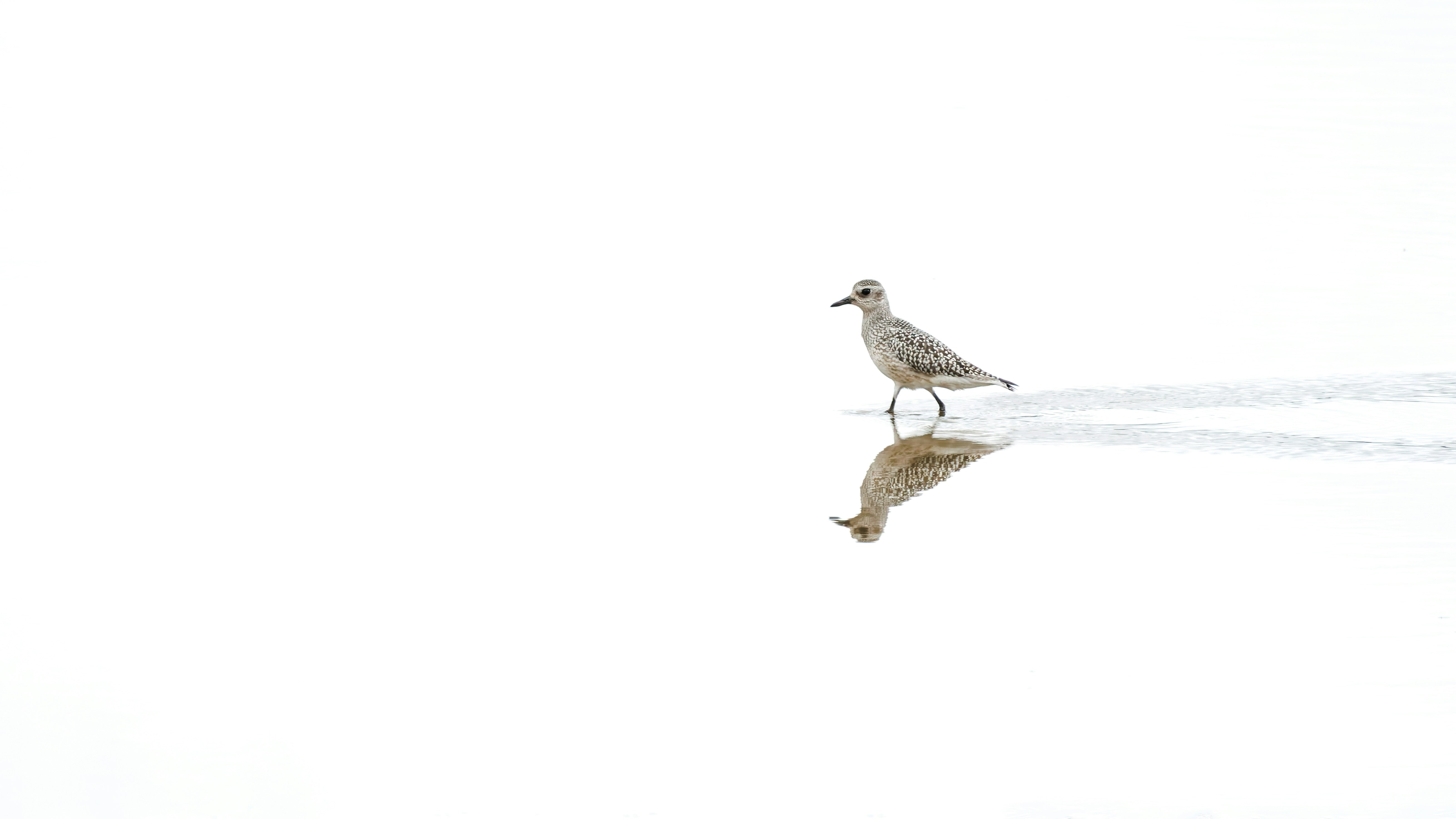A grey plover walking through shallow water with a clear reflection on the surface