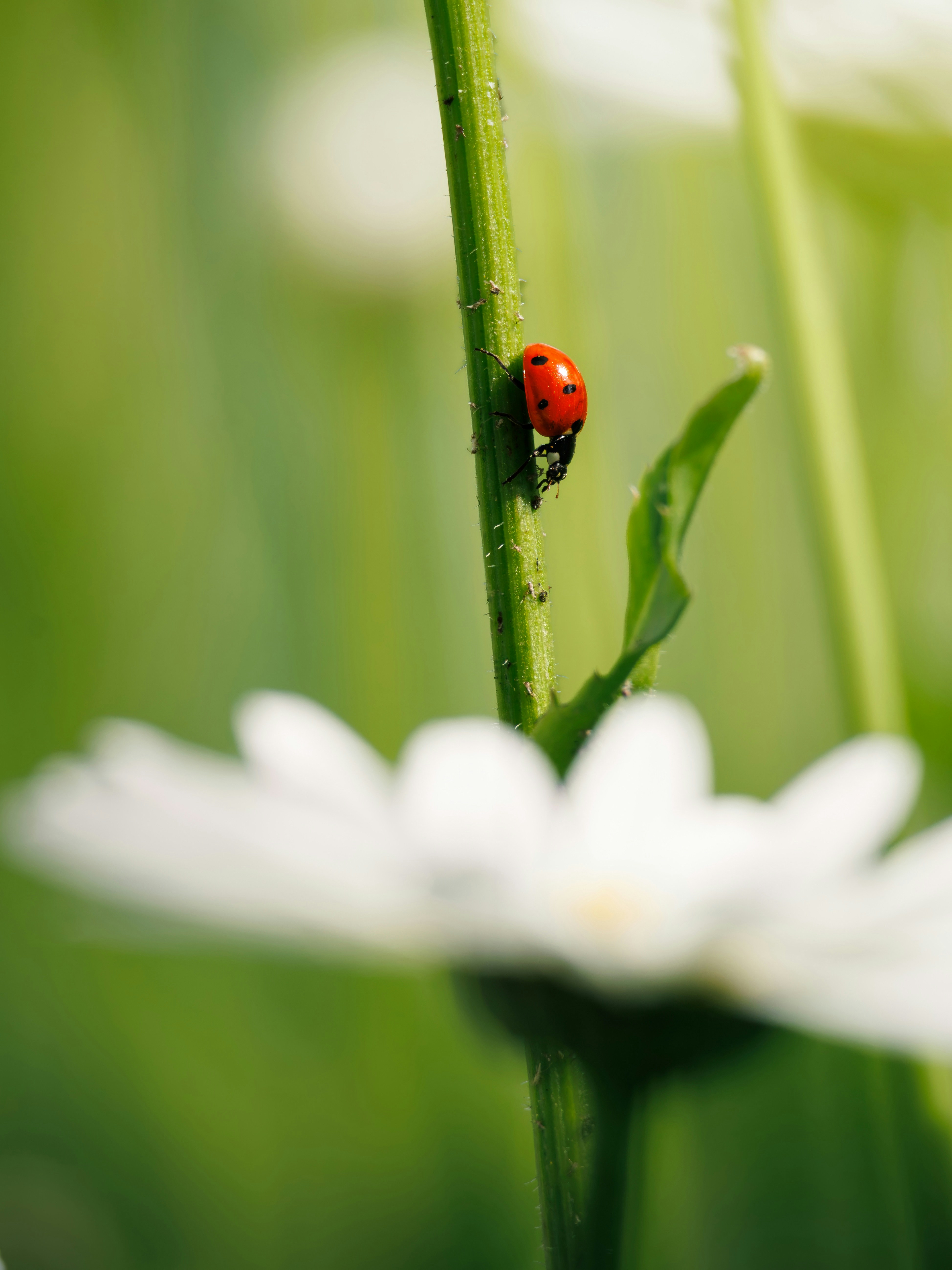 Ladybug climbing green plant stem - Free Photo on Unsplash