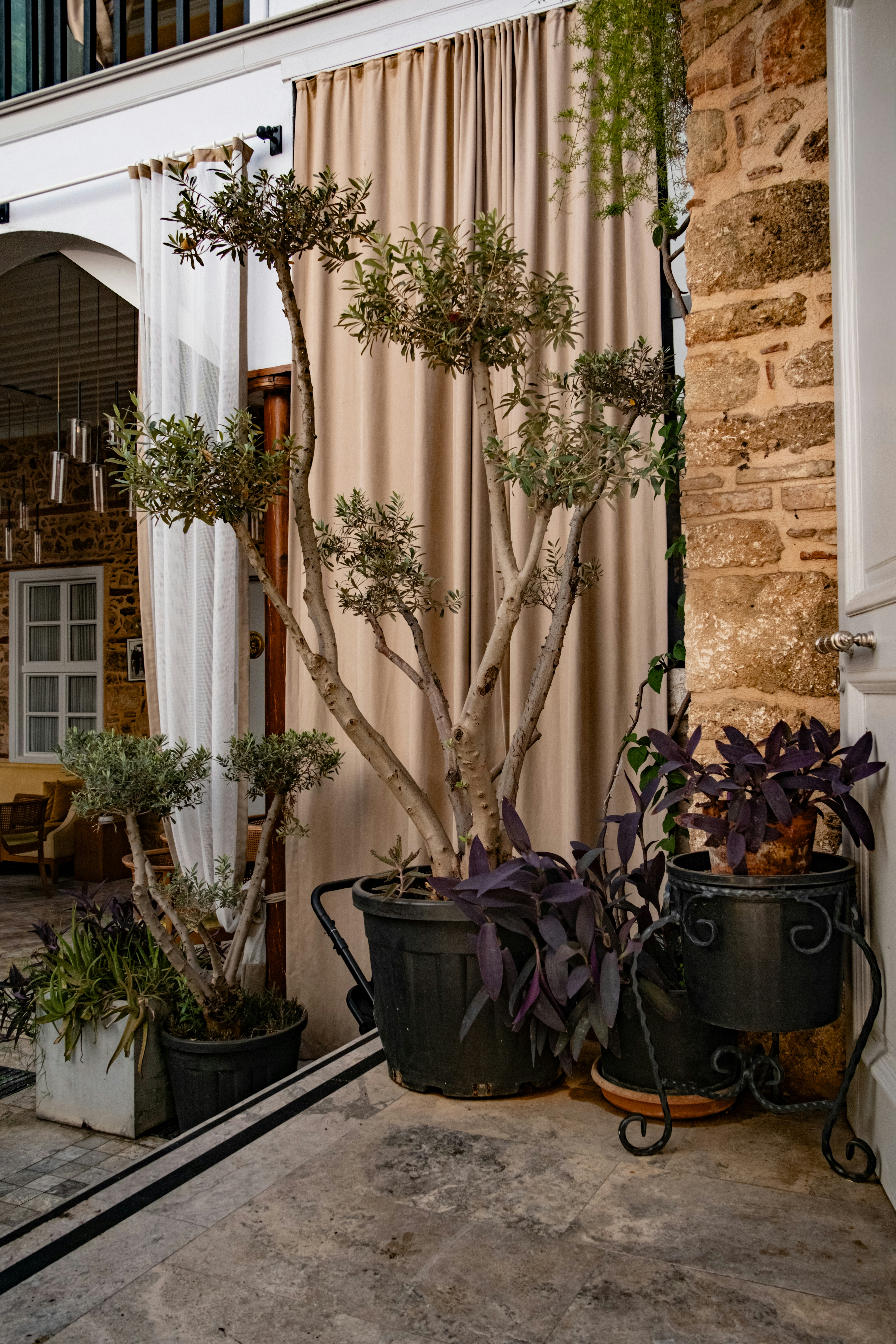 Potted olive trees on stone patio - Free Photo on Unsplash