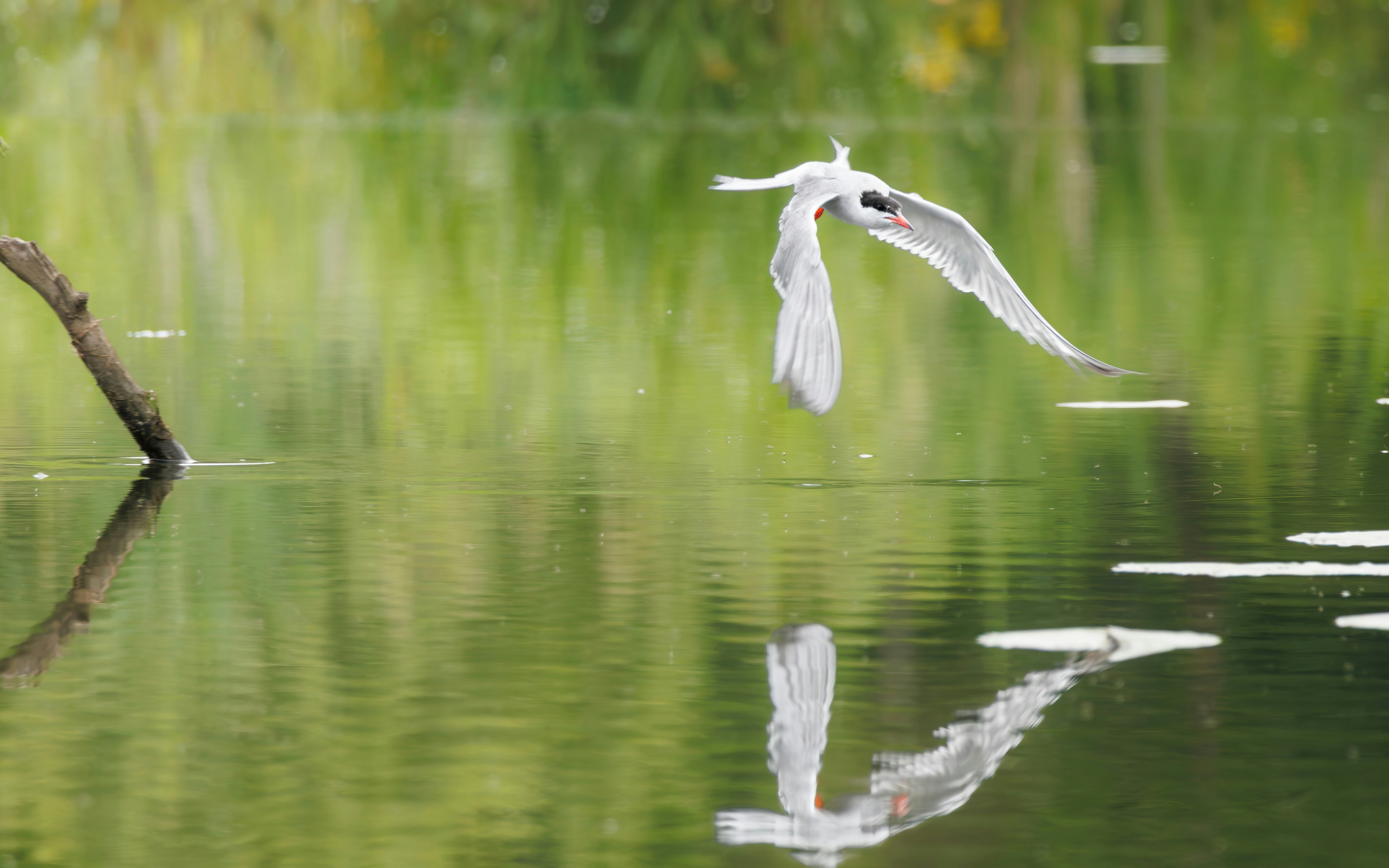 White tern flying over green water - Free Photo on Unsplash