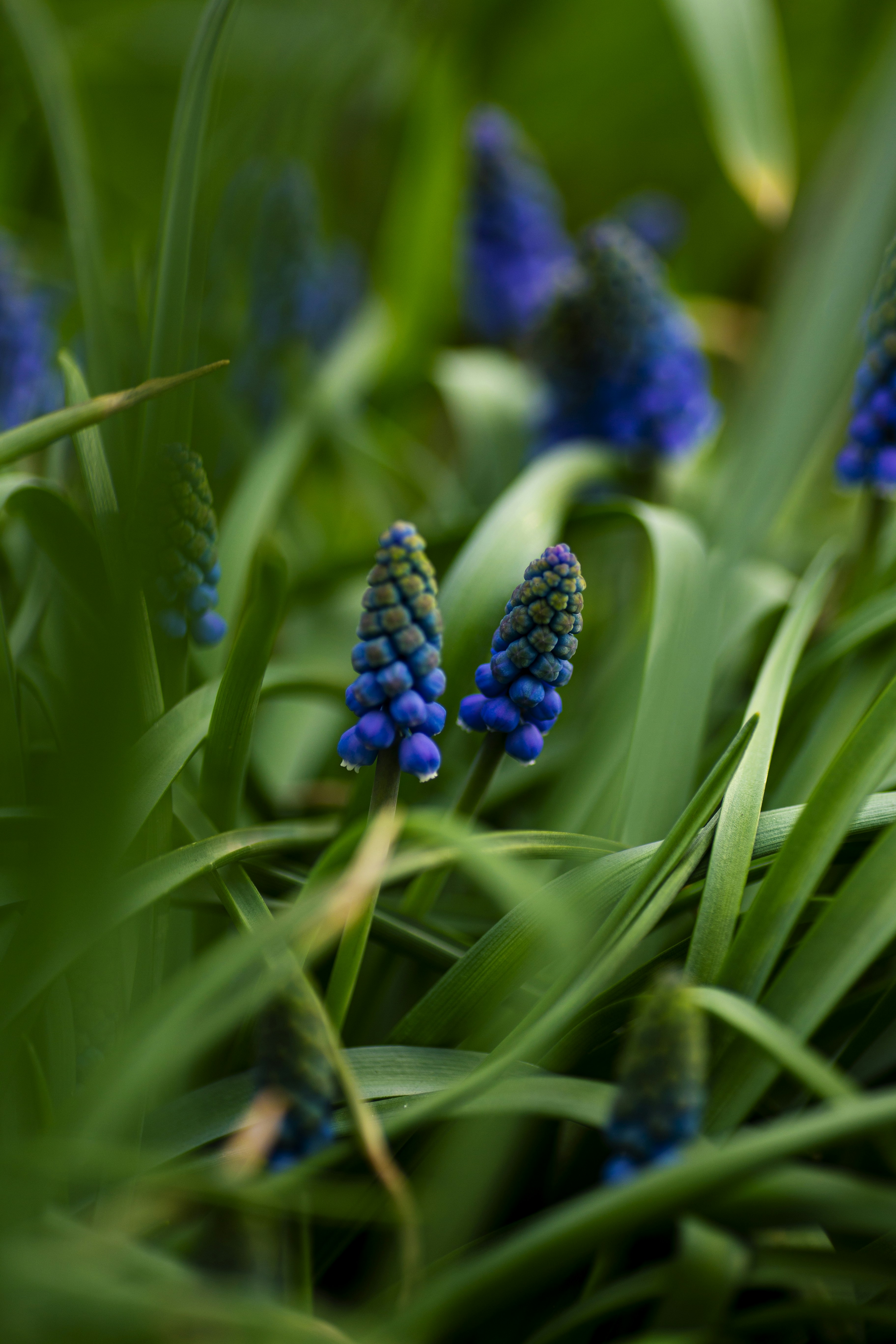 Two grape hyacinth flowers rising above long green leaves in a garden