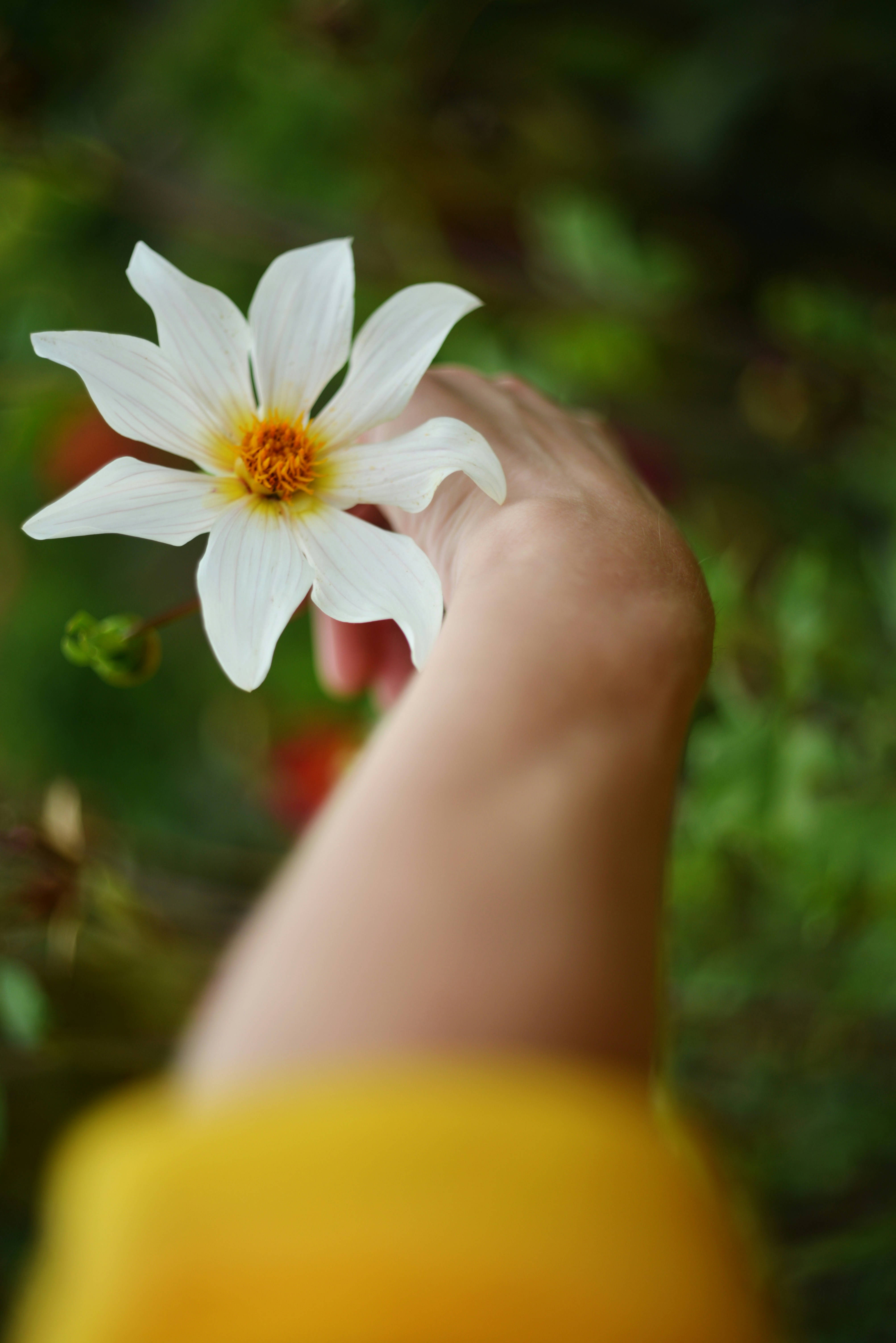 Une main tenant une fleur de dahlia blanche au centre jaune dans un jardin