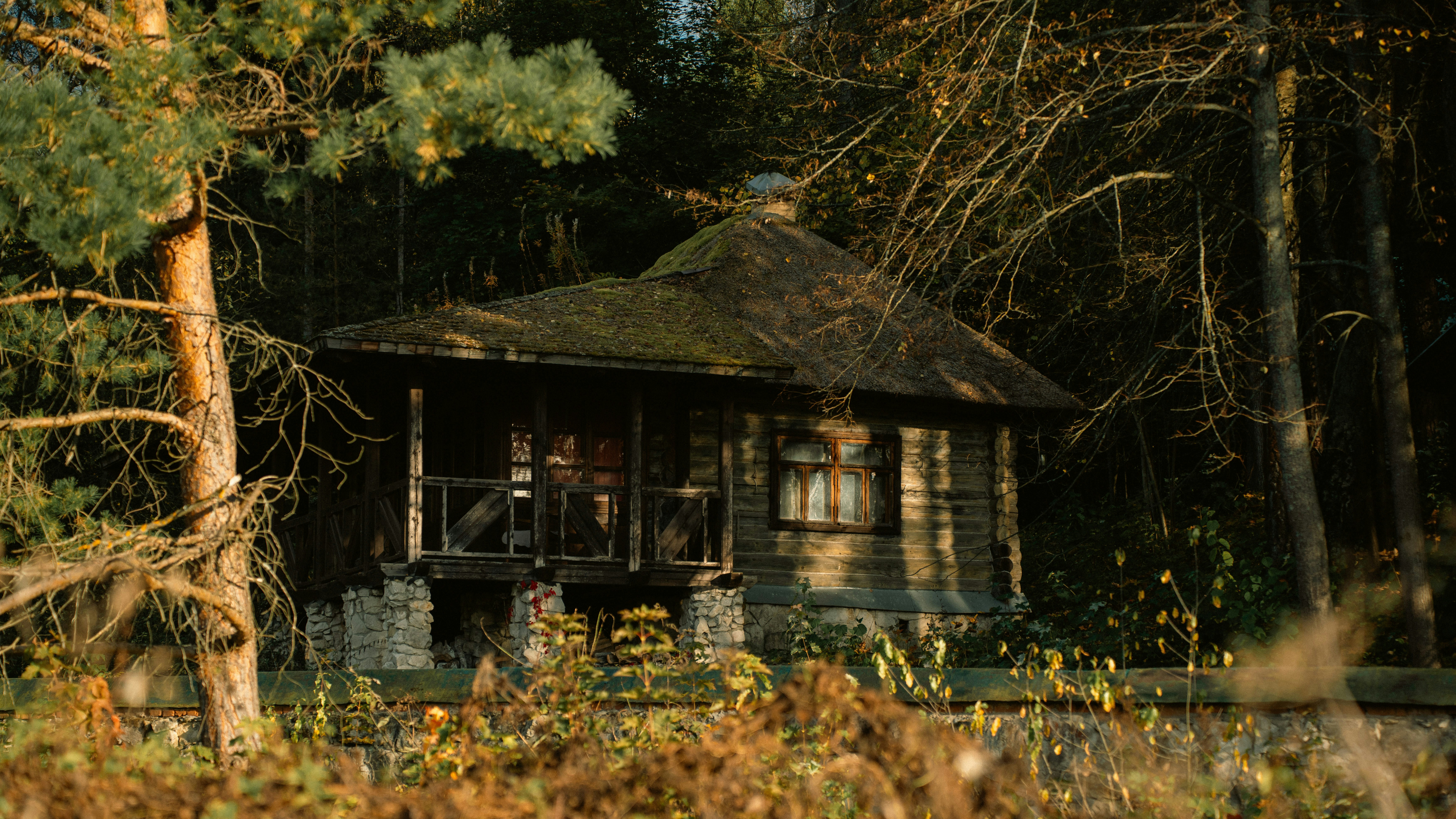 Une cabane rustique en bois avec un toit couvert de mousse, nichée dans une forêt dense
