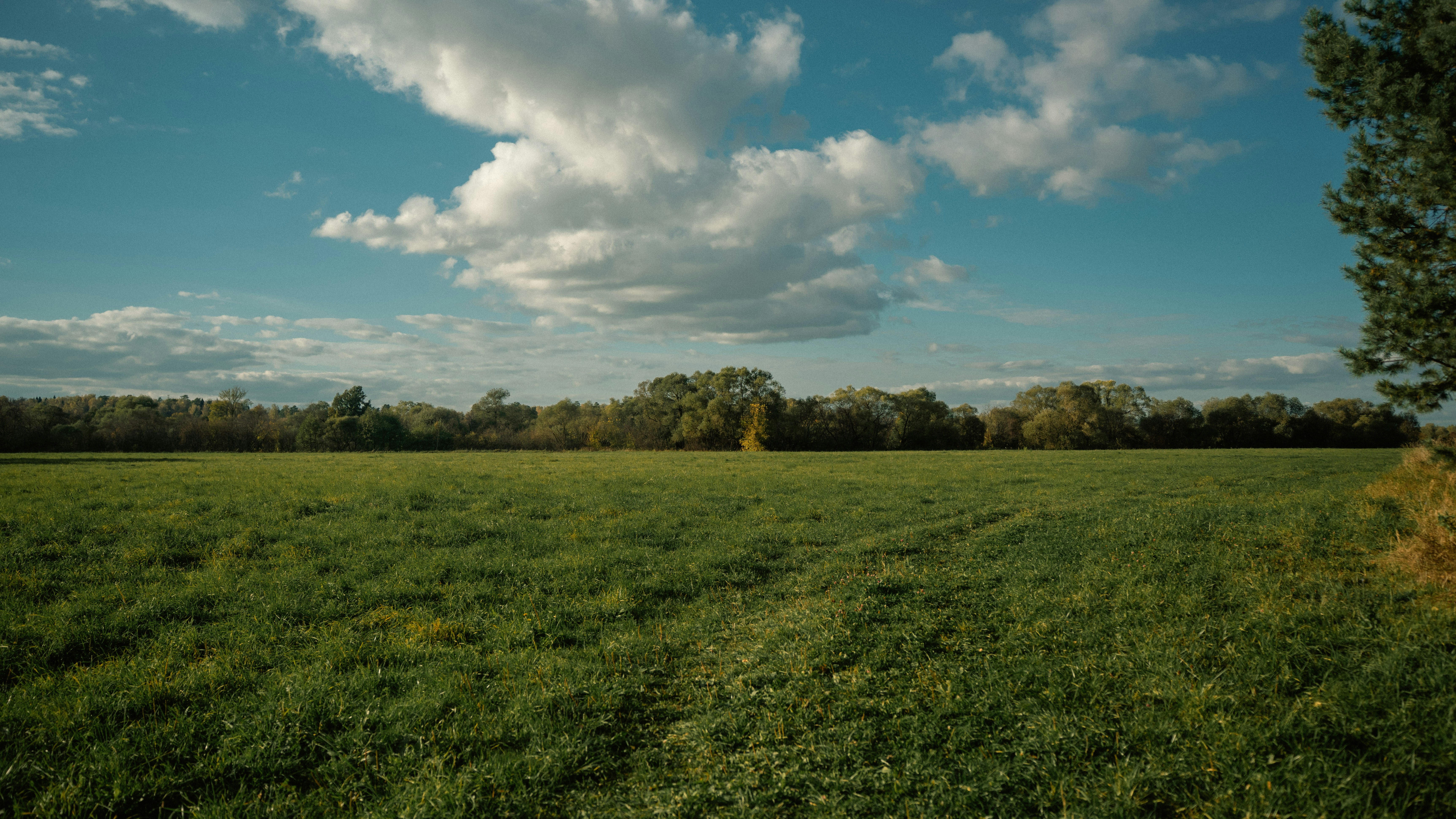 Une prairie verte sous un ciel bleu avec des nuages blancs épars et des arbres lointains