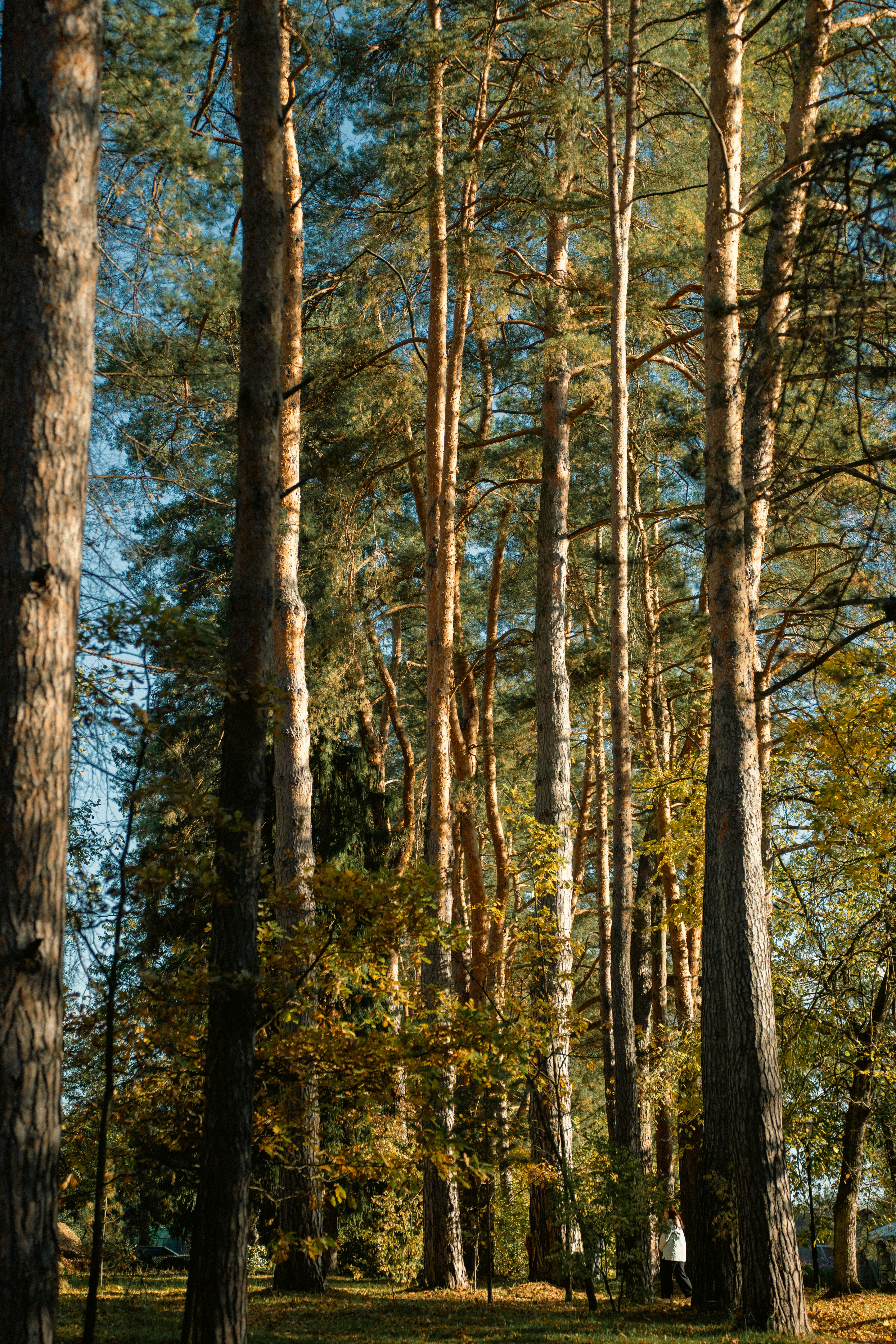 De grands pins dans une forêt ensoleillée avec une lumière dorée filtrant à travers les branches