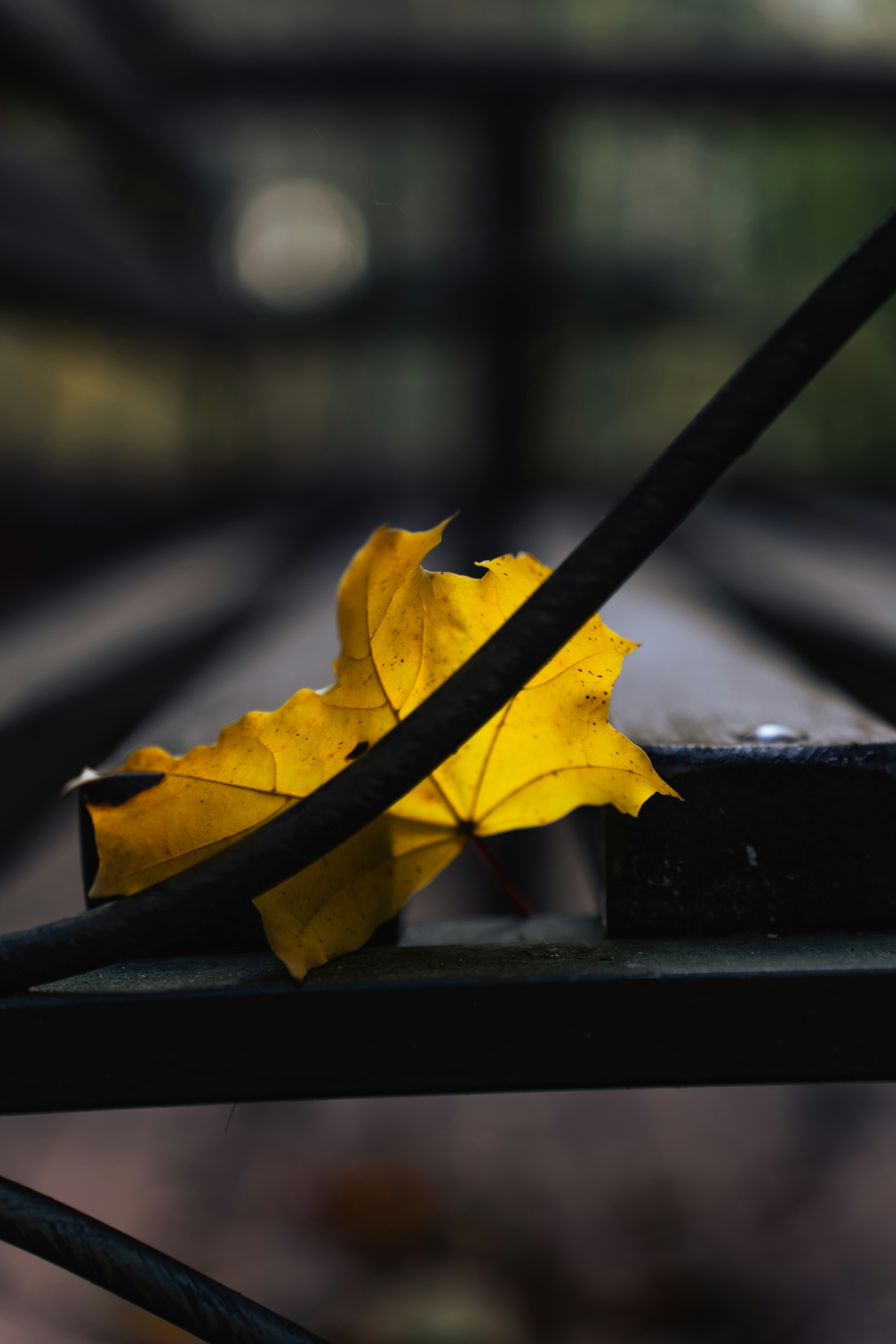 Une feuille d’érable jaune vif reposant sur un banc de parc en bois sombre