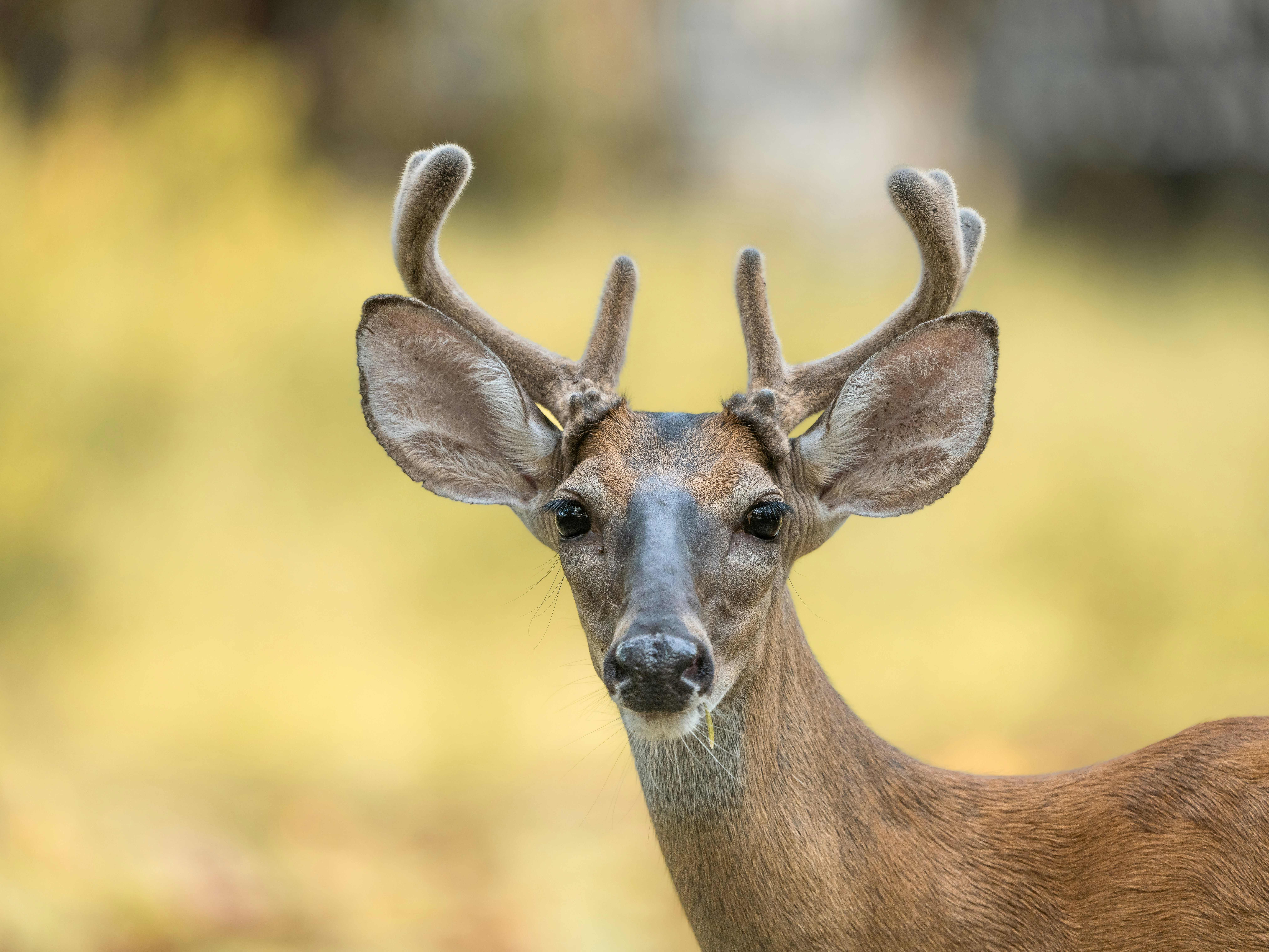 Wild white-tailed deer bucks with velvet-covered antlers photographed in their natural environment.