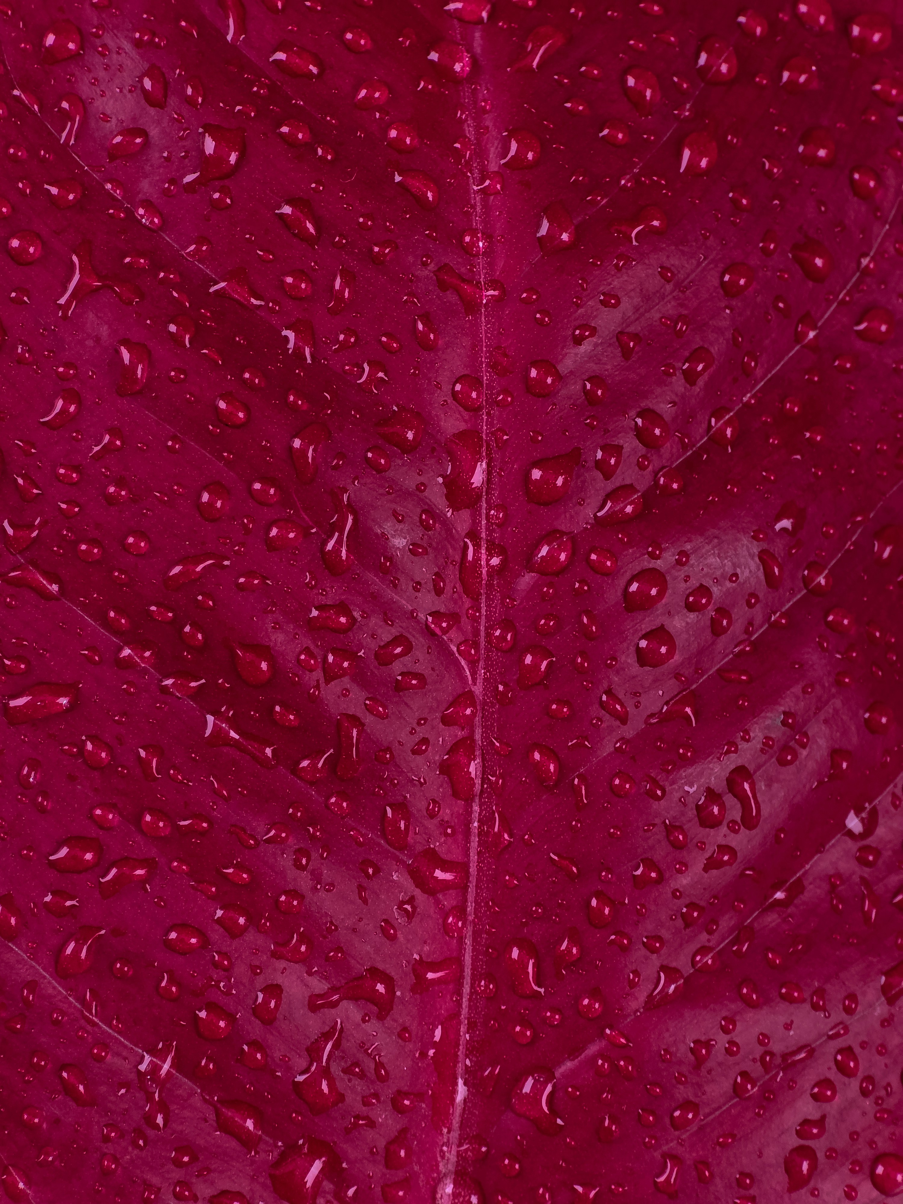 Water droplets on a deep magenta leaf with visible veins