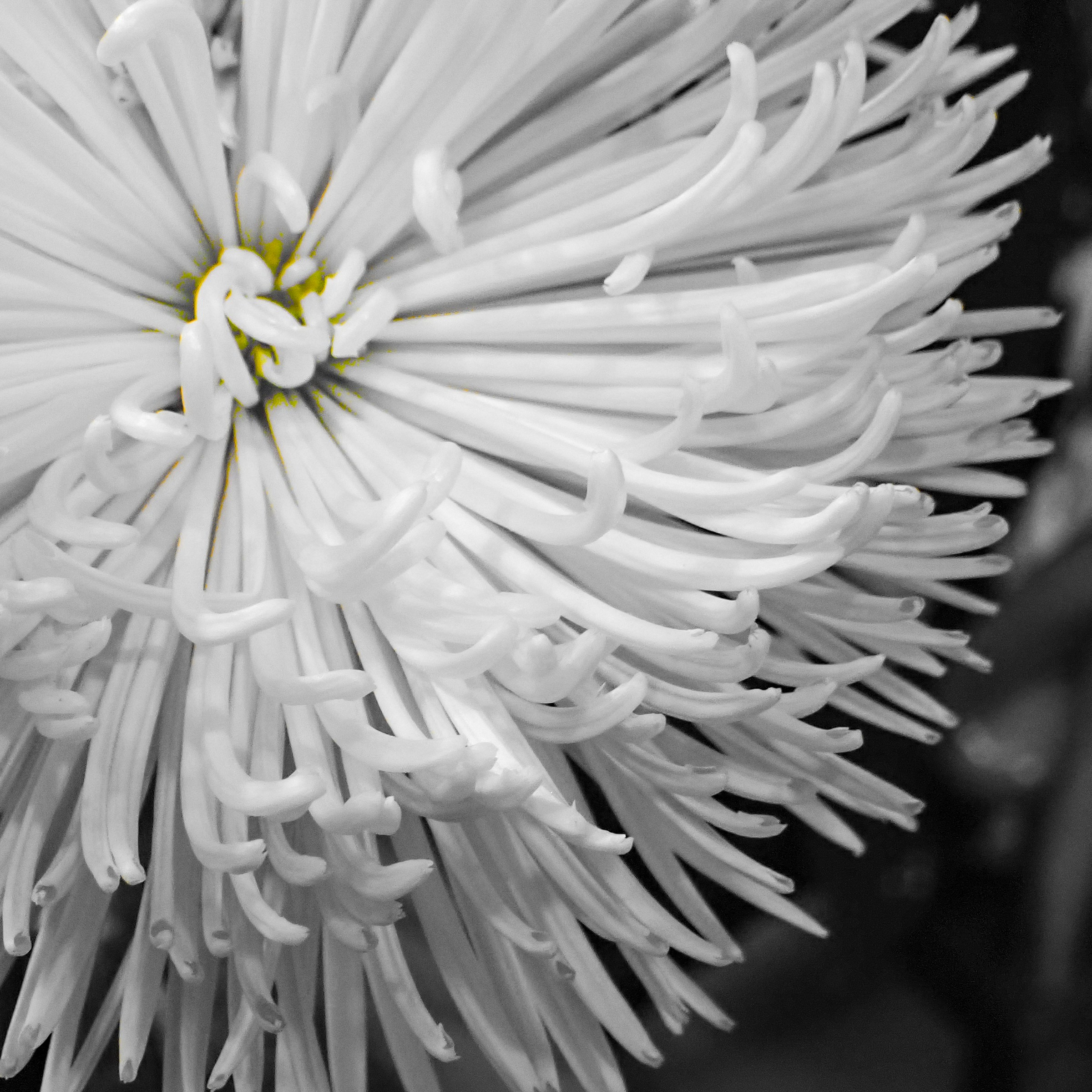 Une fleur de chrysanthème blanc avec un centre jaune dans un macro noir et blanc
