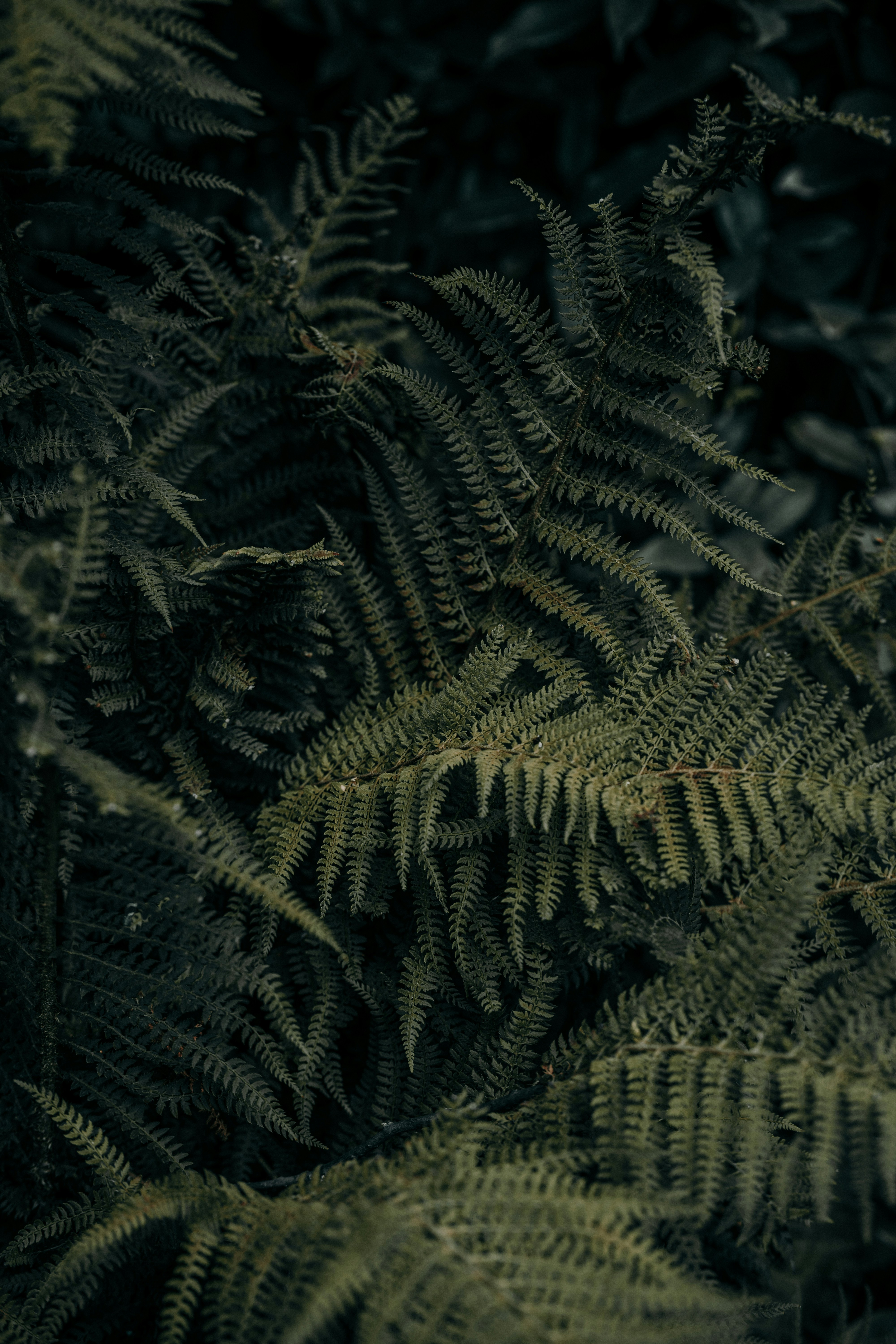 Dark green fern fronds with intricate leaves in a dense forest