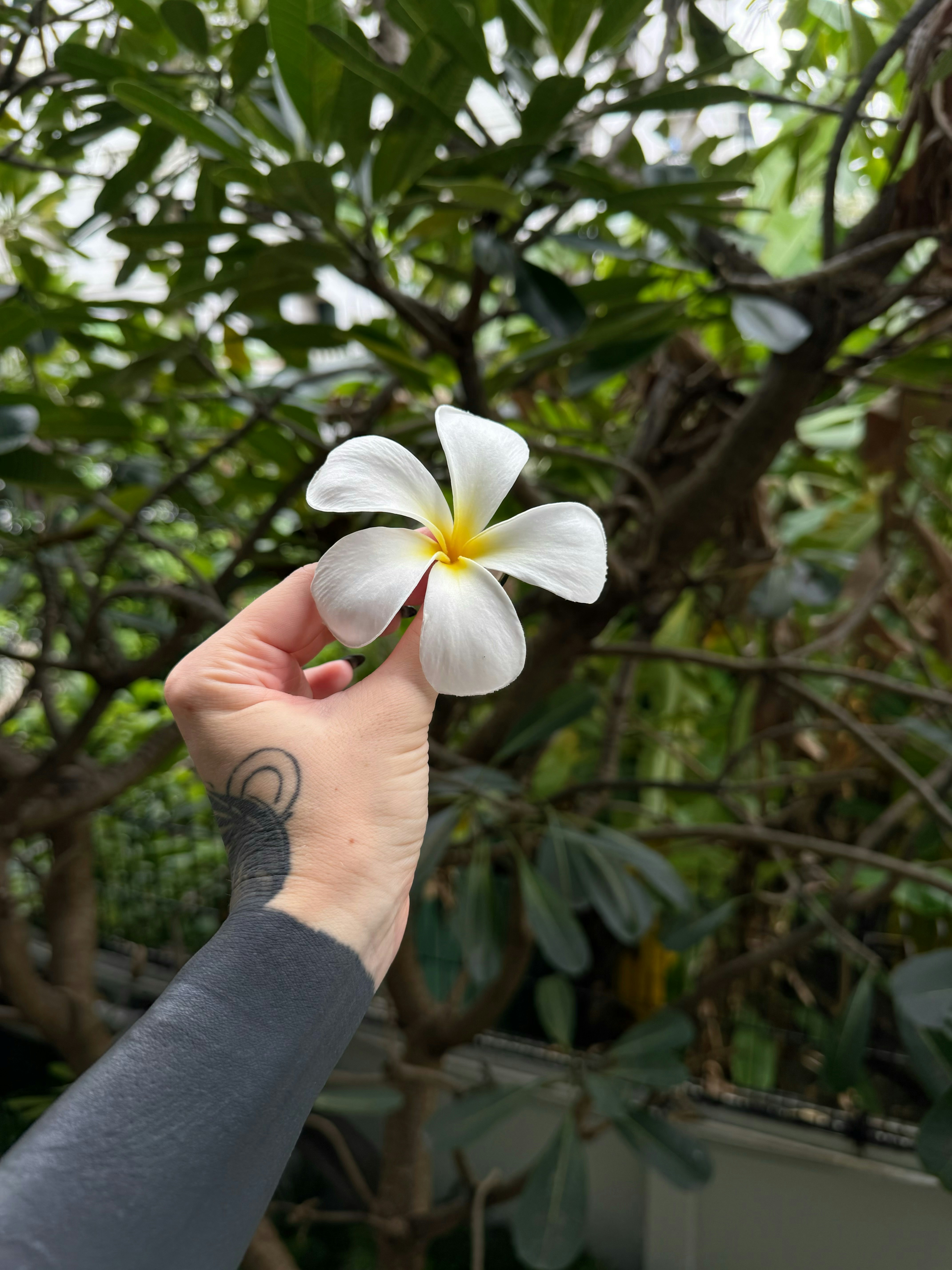 A hand with a black tattoo holding a white plumeria flower