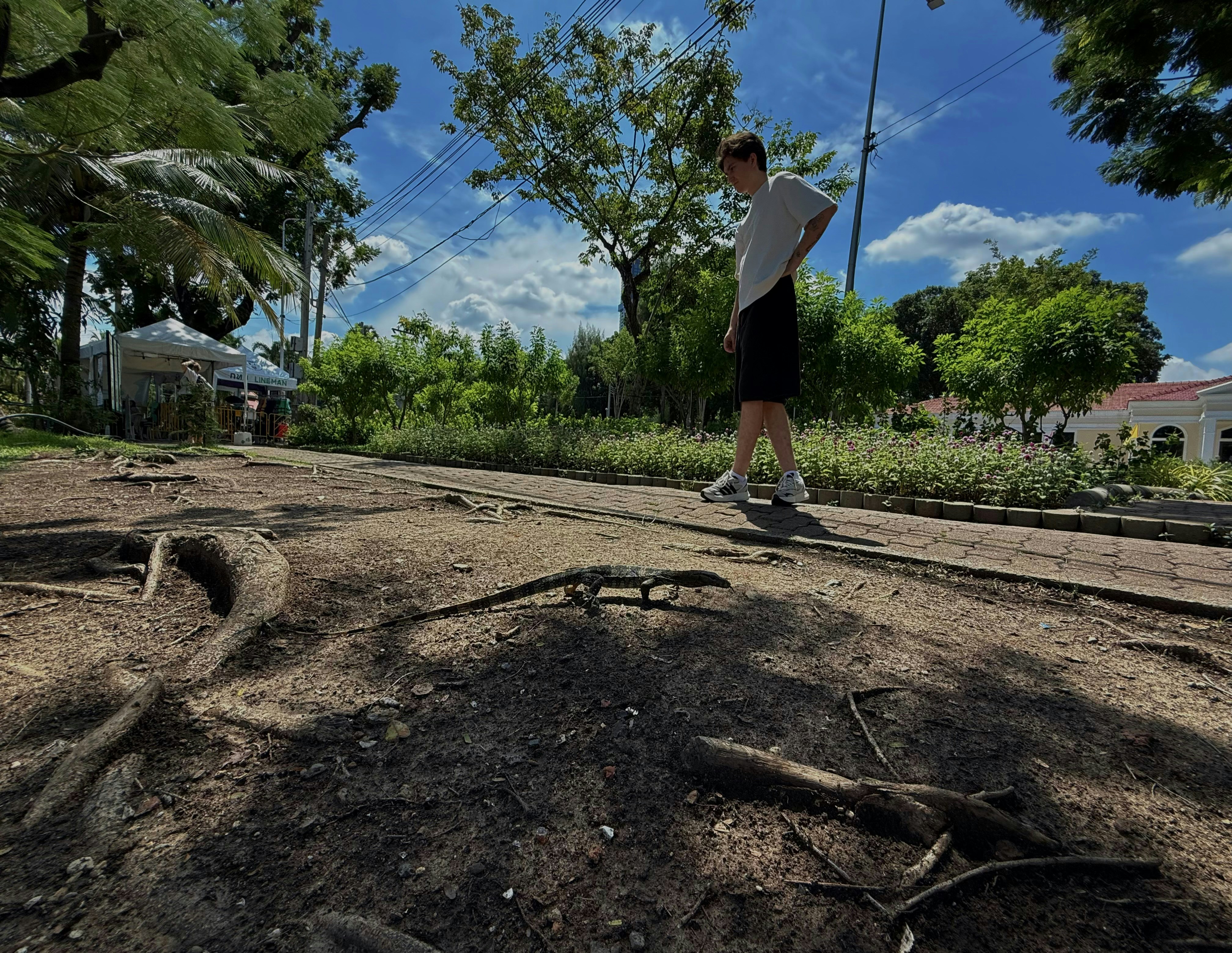 A monitor lizard walking on dirt near a person on a paved path