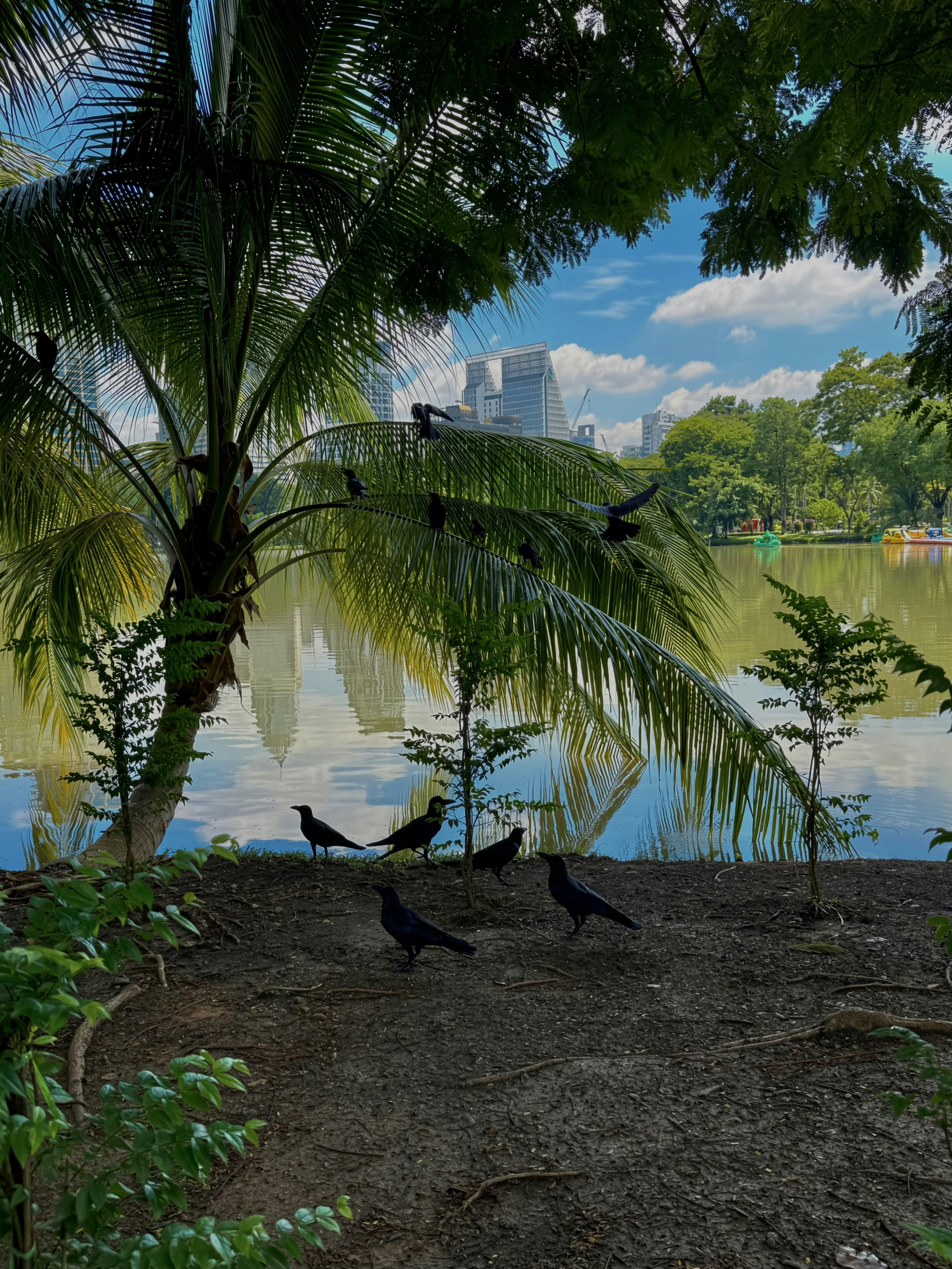 Crows on the ground and in a palm tree by a city lake