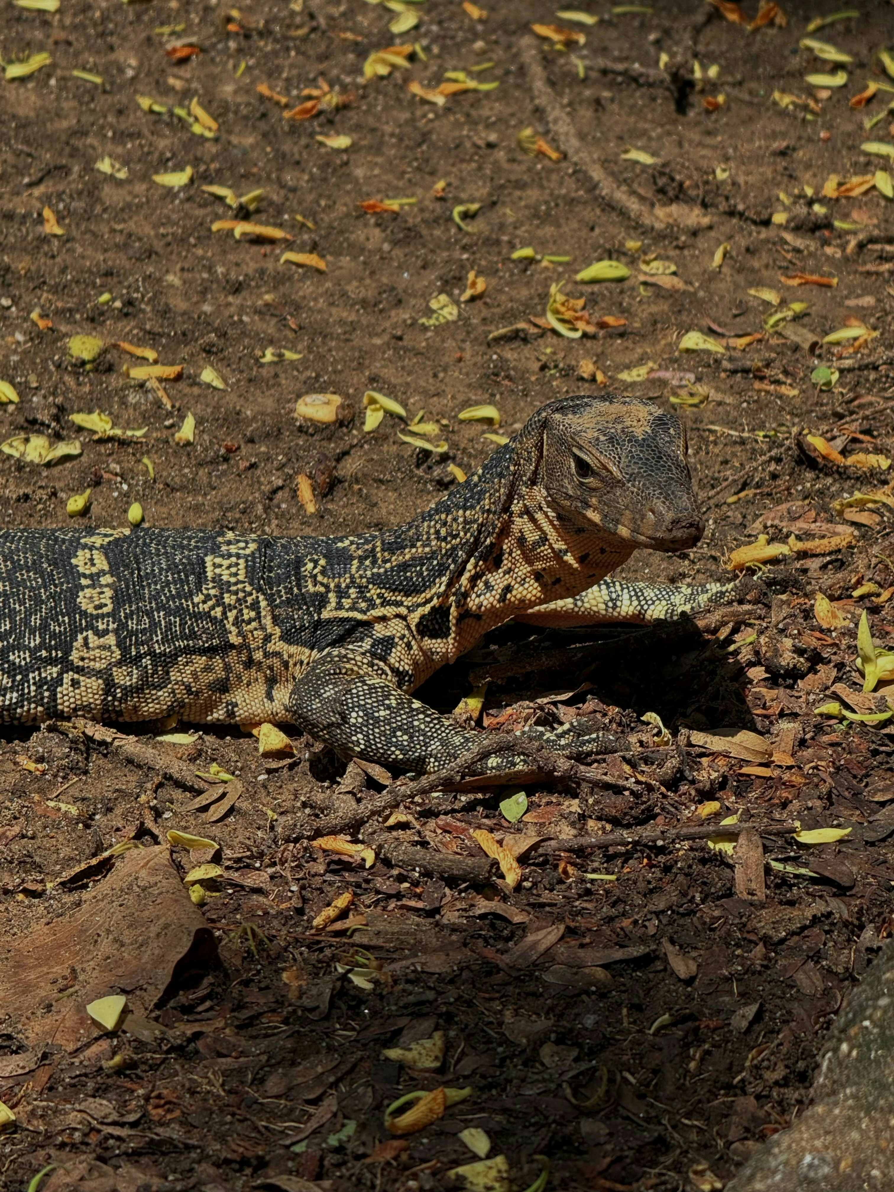 A monitor lizard with patterned scales on dry earth with scattered yellow leaves