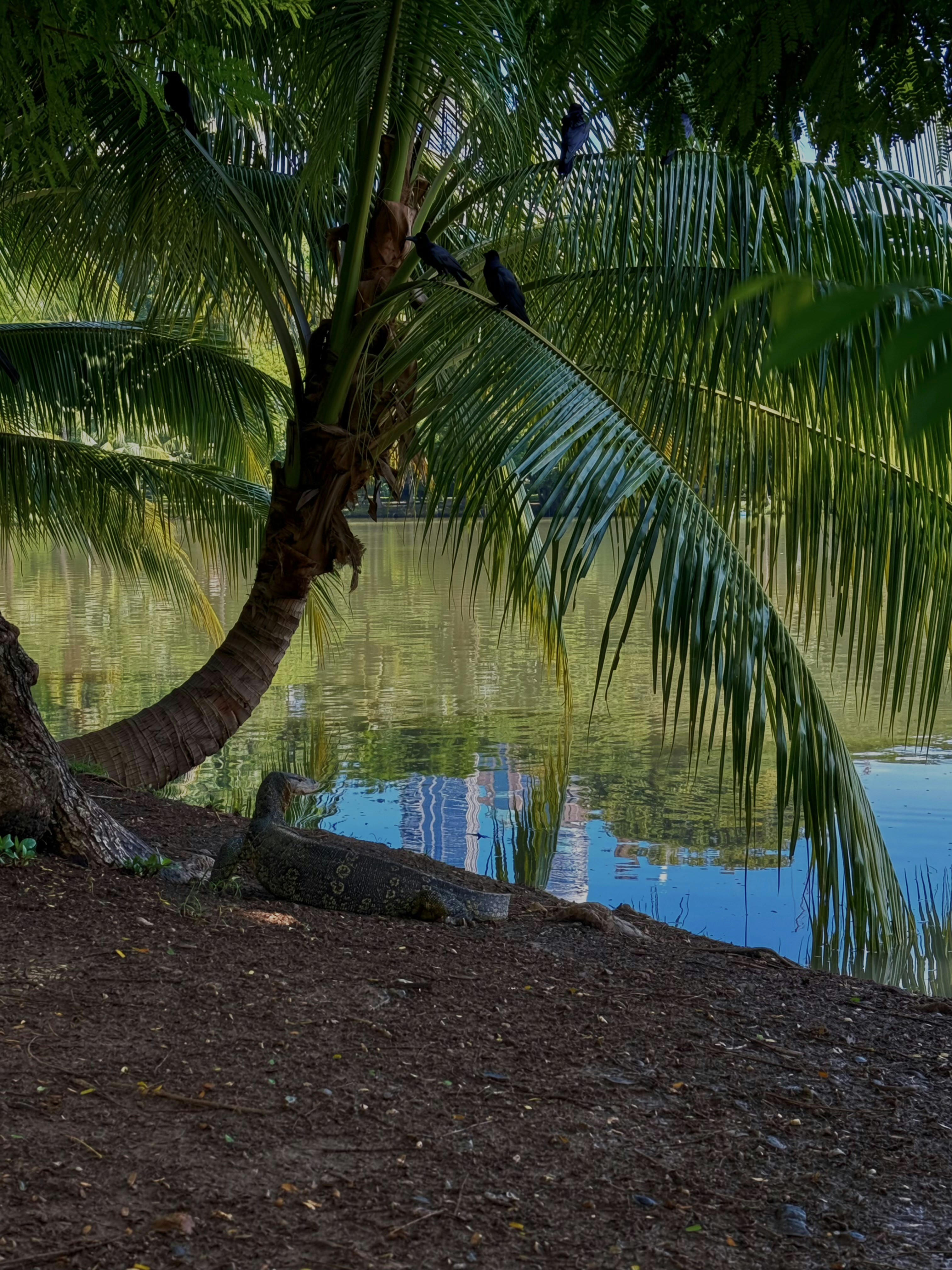 A monitor lizard on a muddy bank beneath a palm tree with black birds