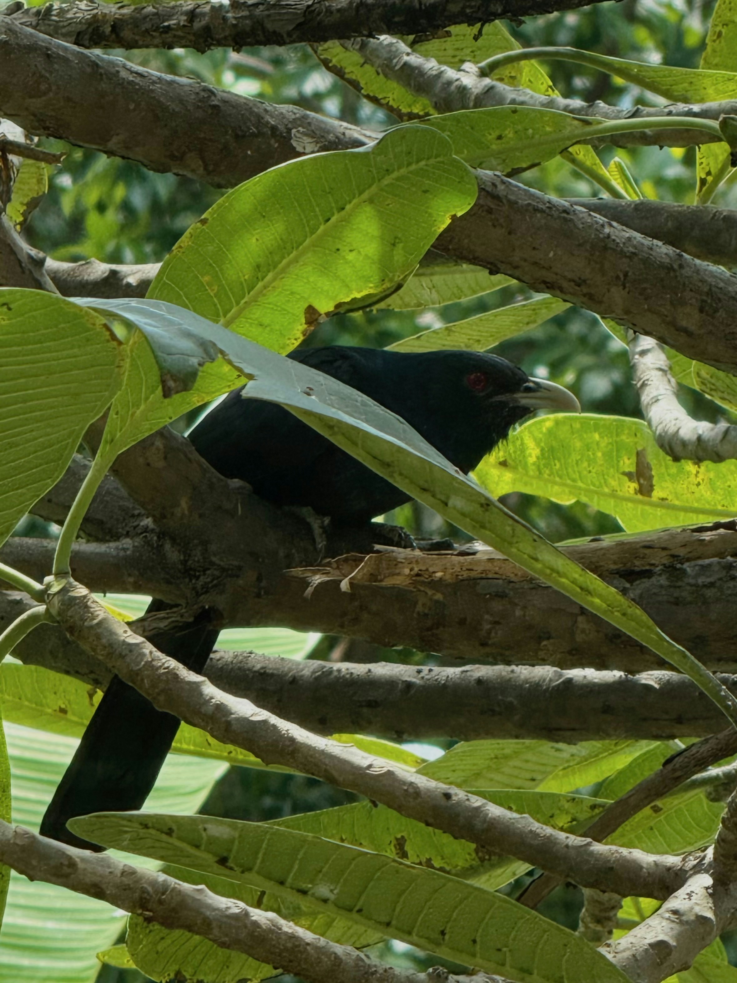 A black Asian koel with a red eye perched among green frangipani leaves