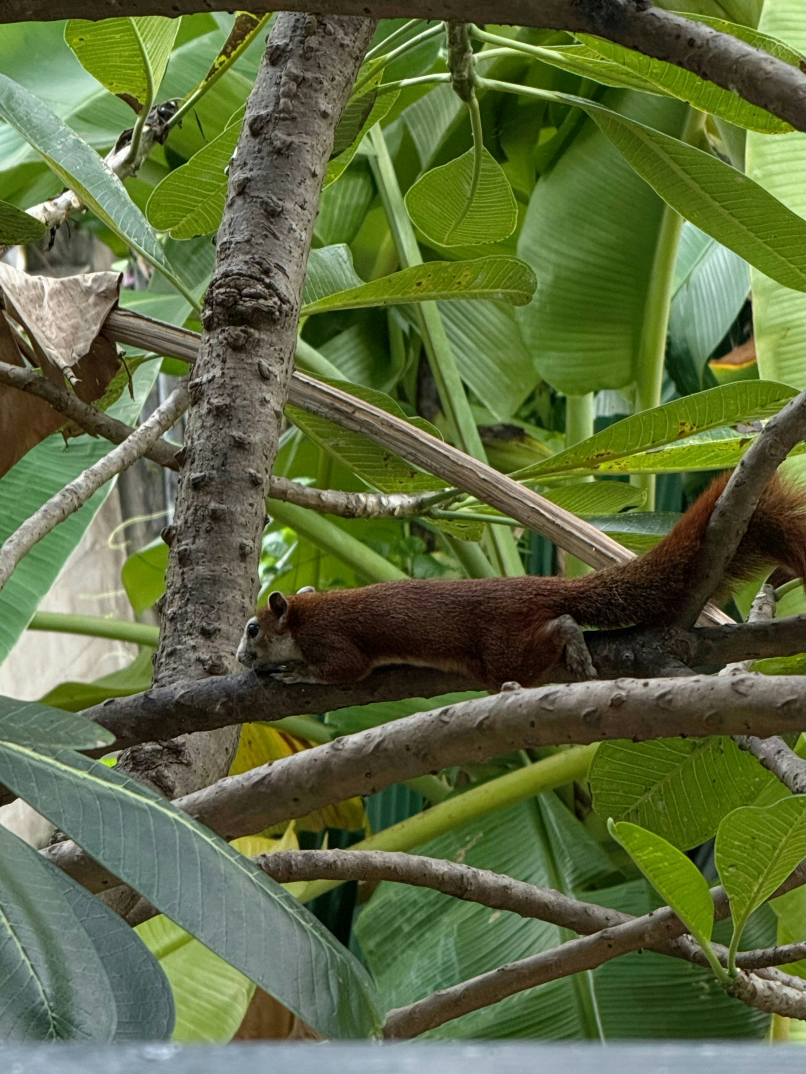 A brown squirrel resting on a tree branch among large green leaves