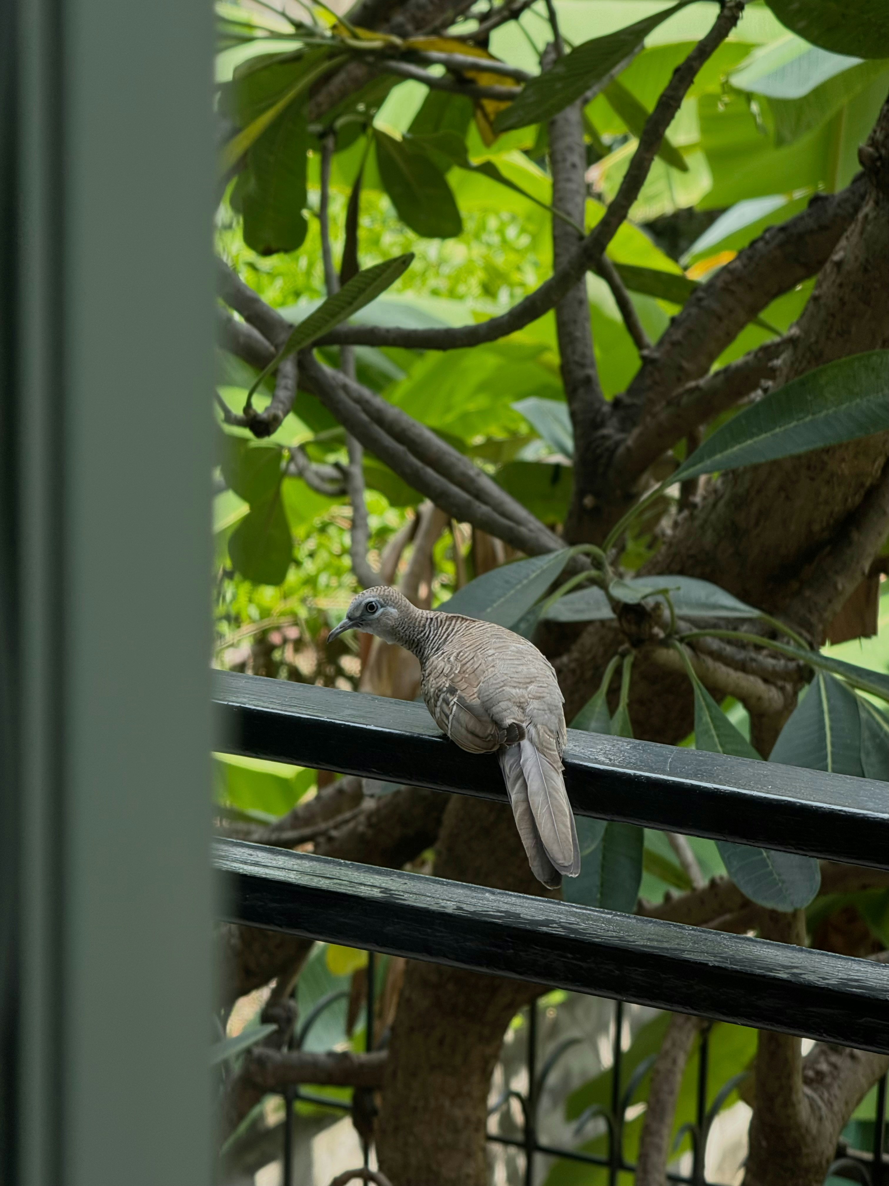 A zebra dove perched on a black metal railing before green tree foliage