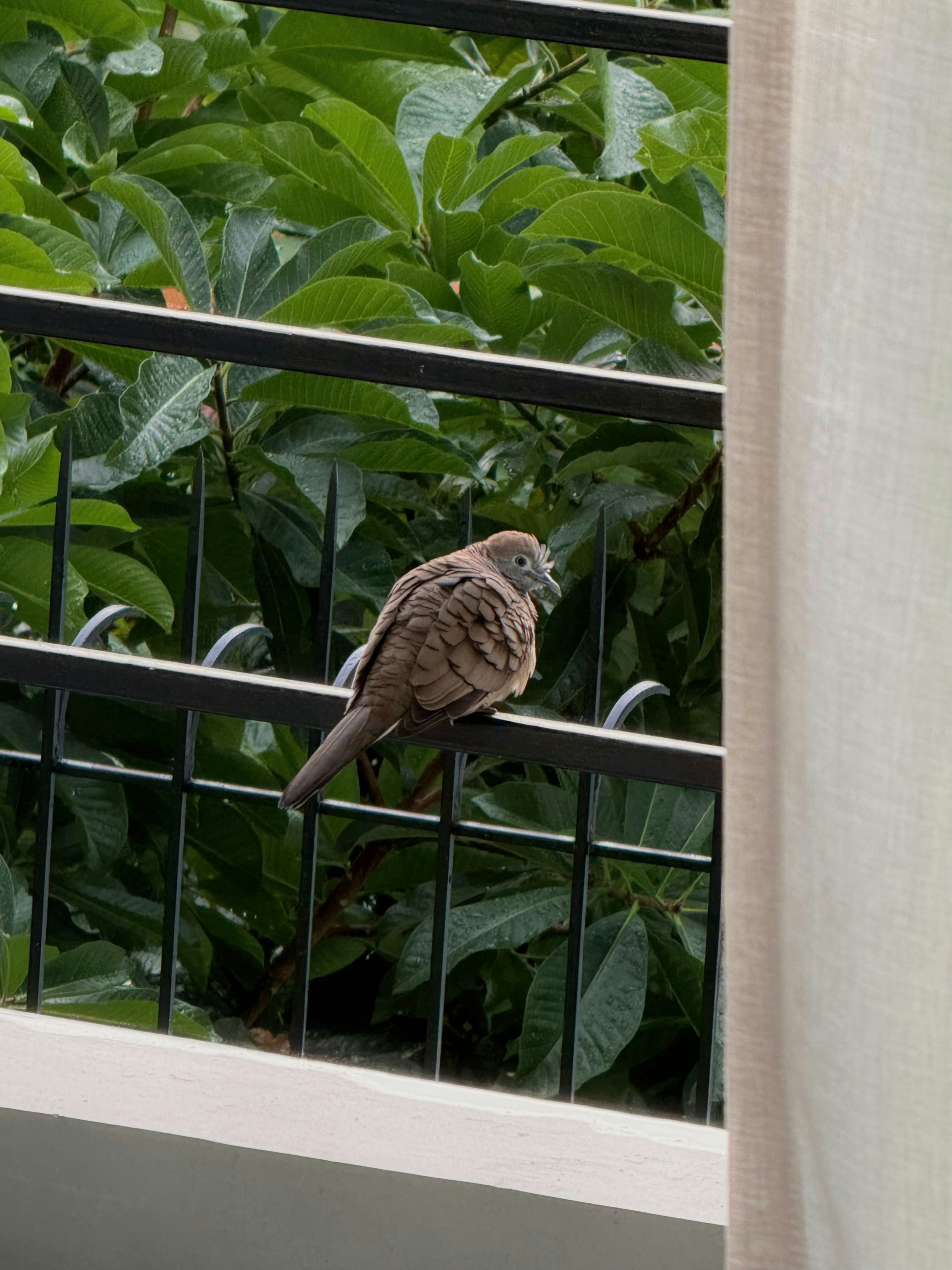 A zebra dove perched on a black metal fence before lush green foliage