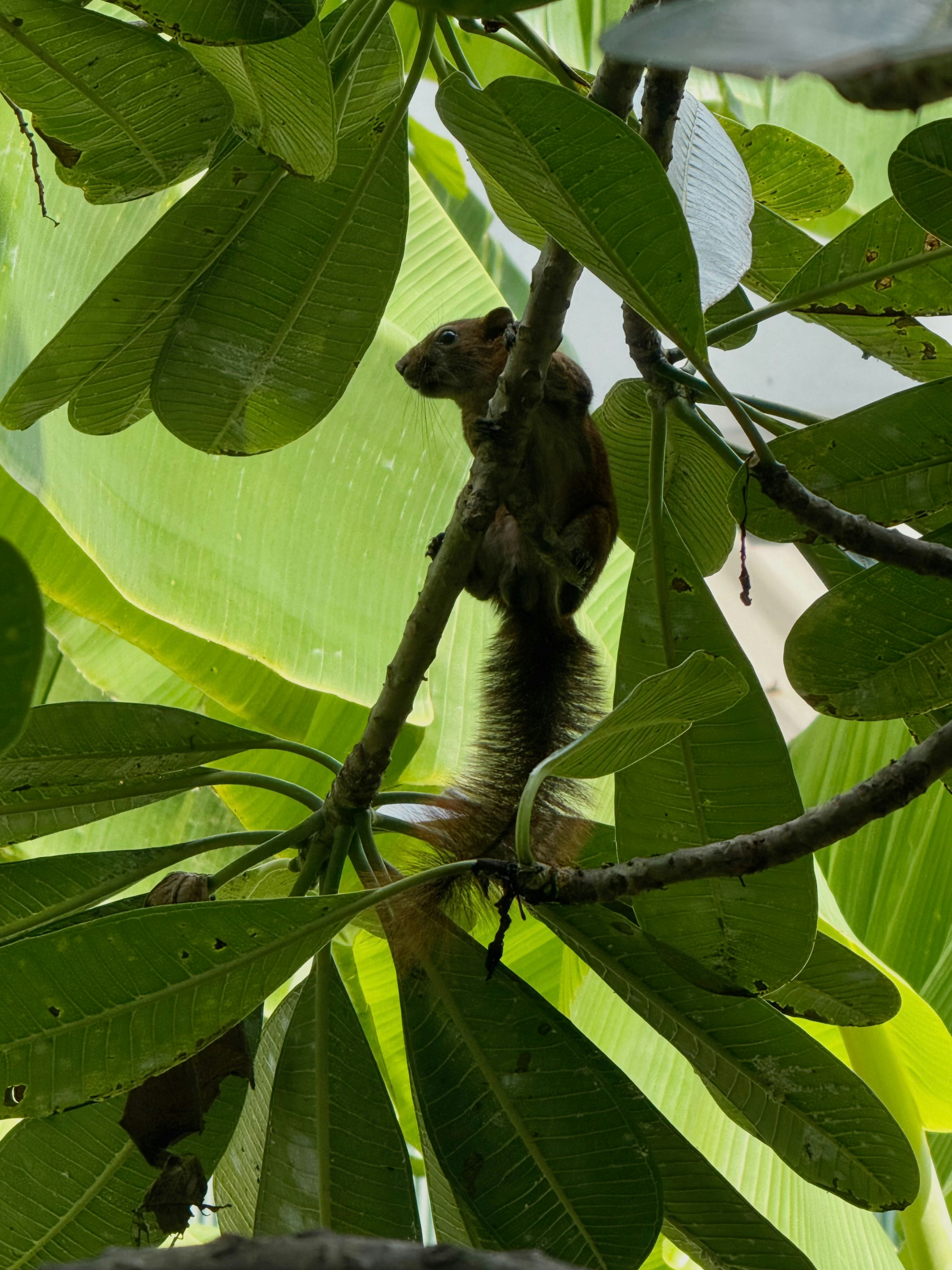 A brown squirrel perched on a thin branch among large green leaves