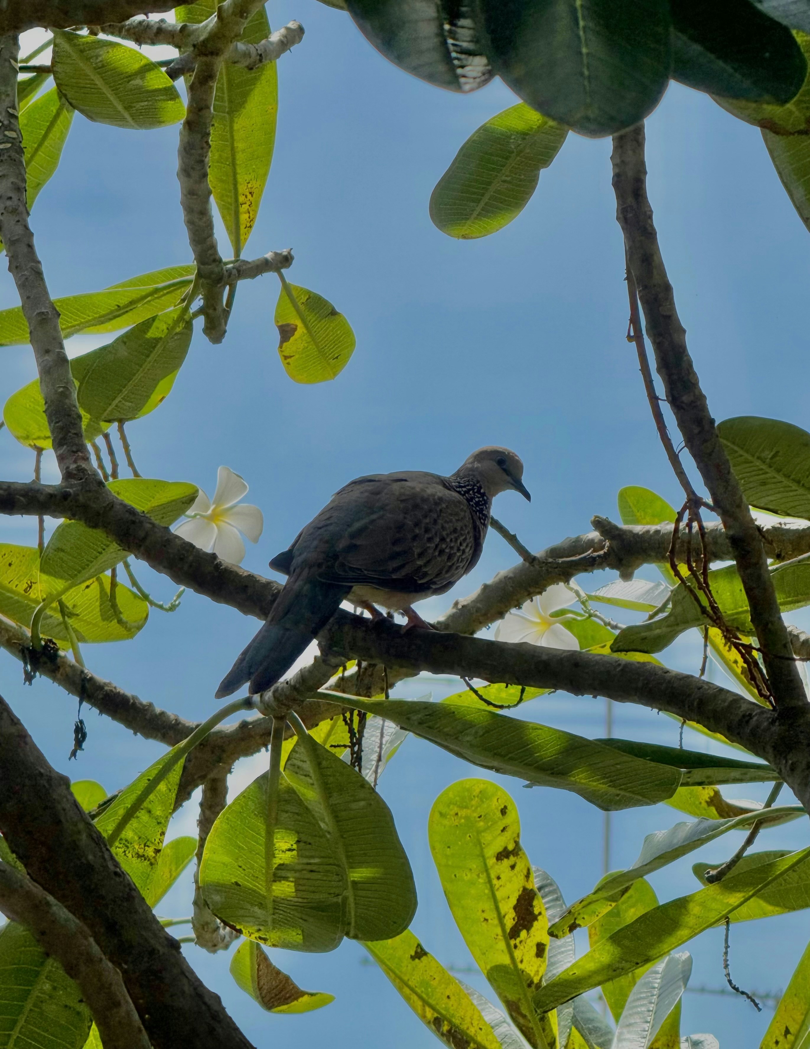 A spotted dove perched on a plumeria branch against a blue sky