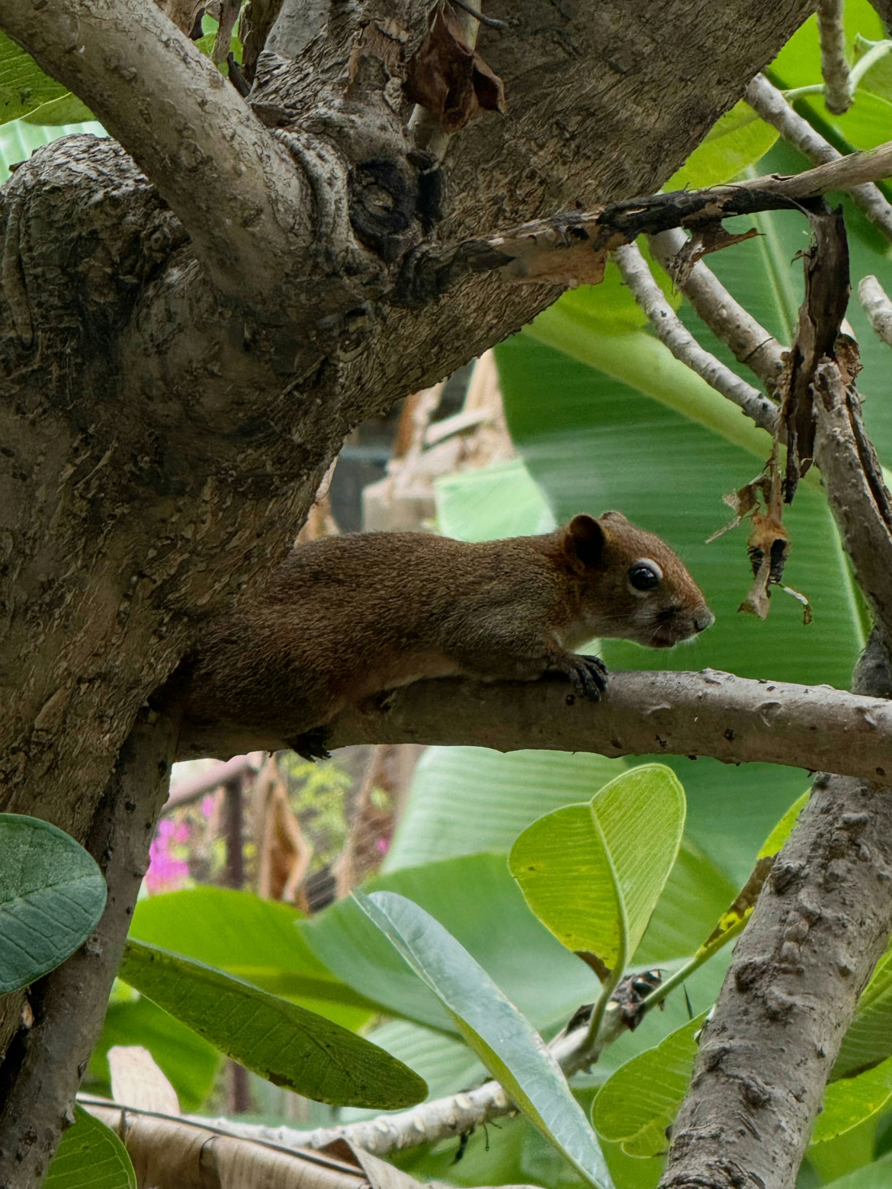 A brown squirrel perched on a tree branch among large green leaves