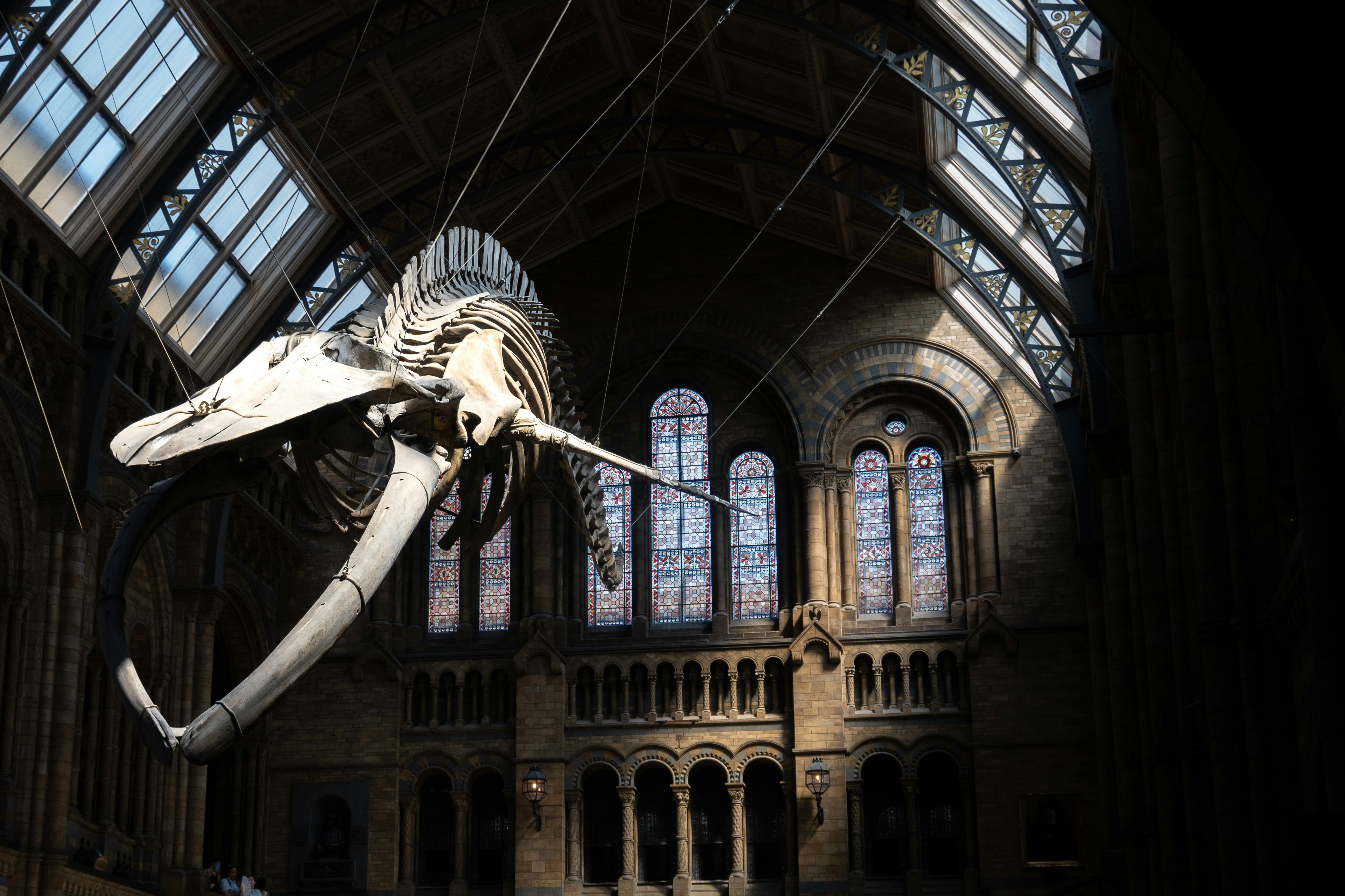 A blue whale skeleton suspended from the ceiling of a grand museum hall