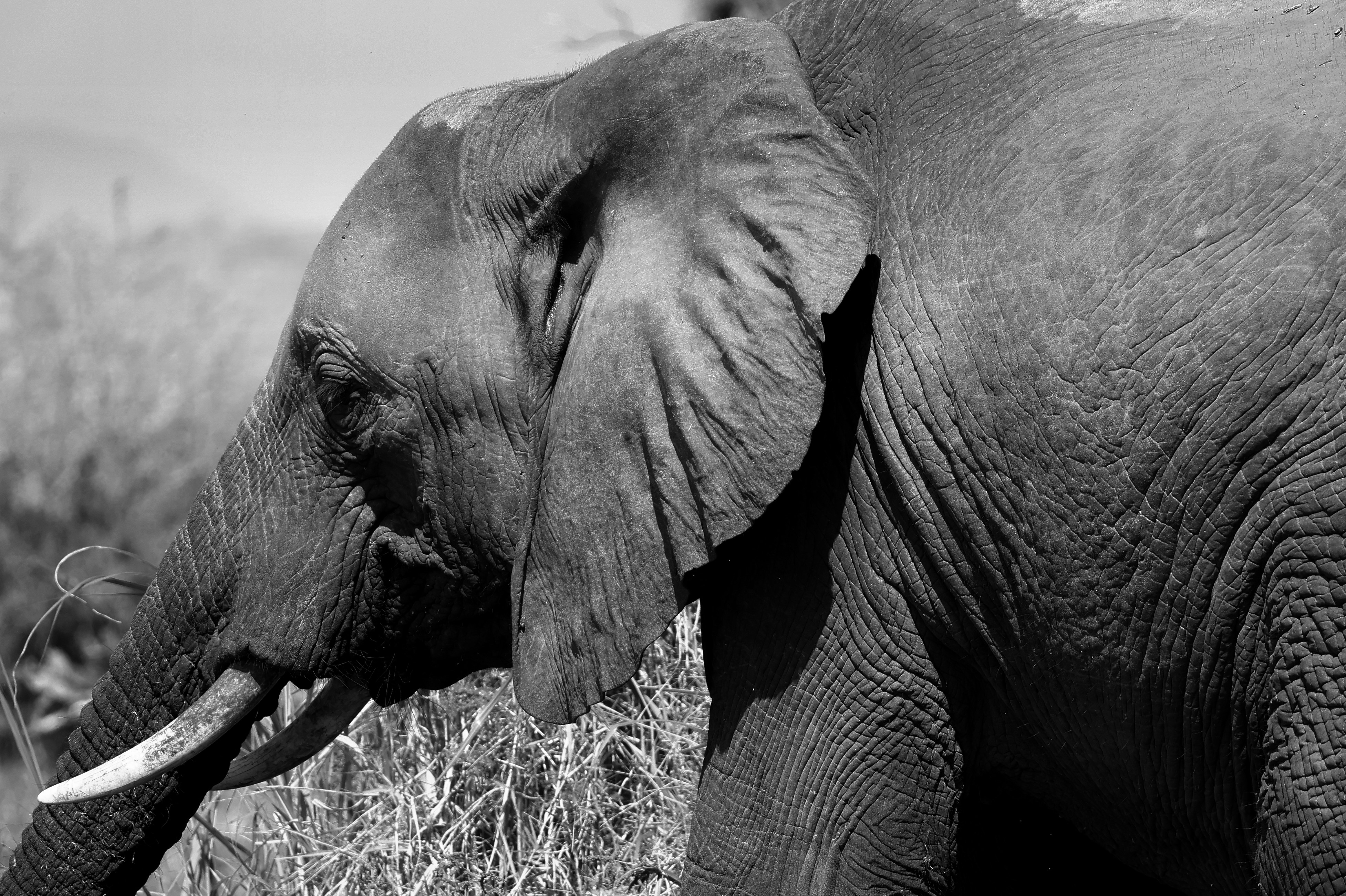 Profile view of an African elephant with wrinkled skin in tall dry grass
