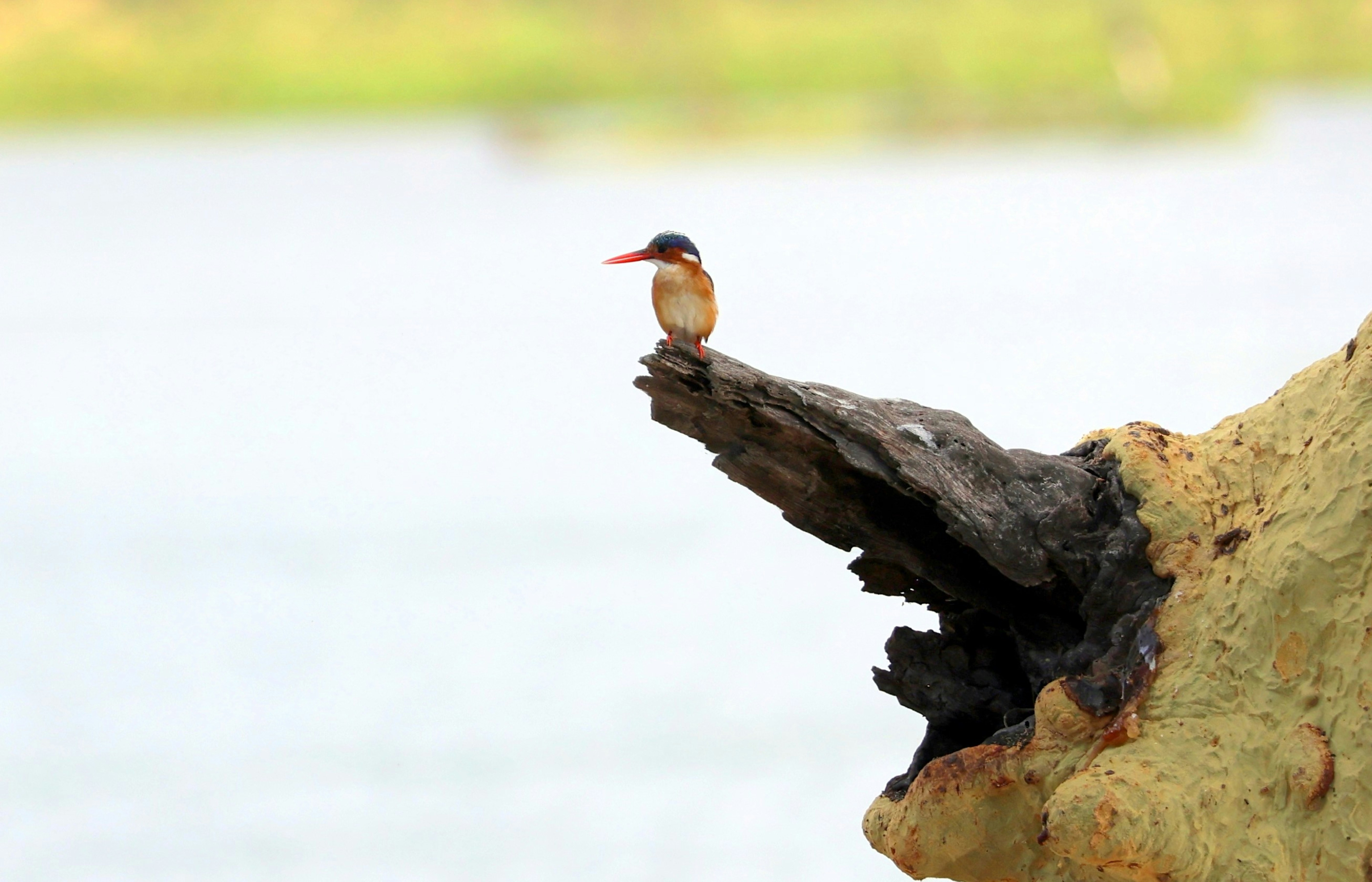 A malachite kingfisher perched on a weathered wooden branch above water