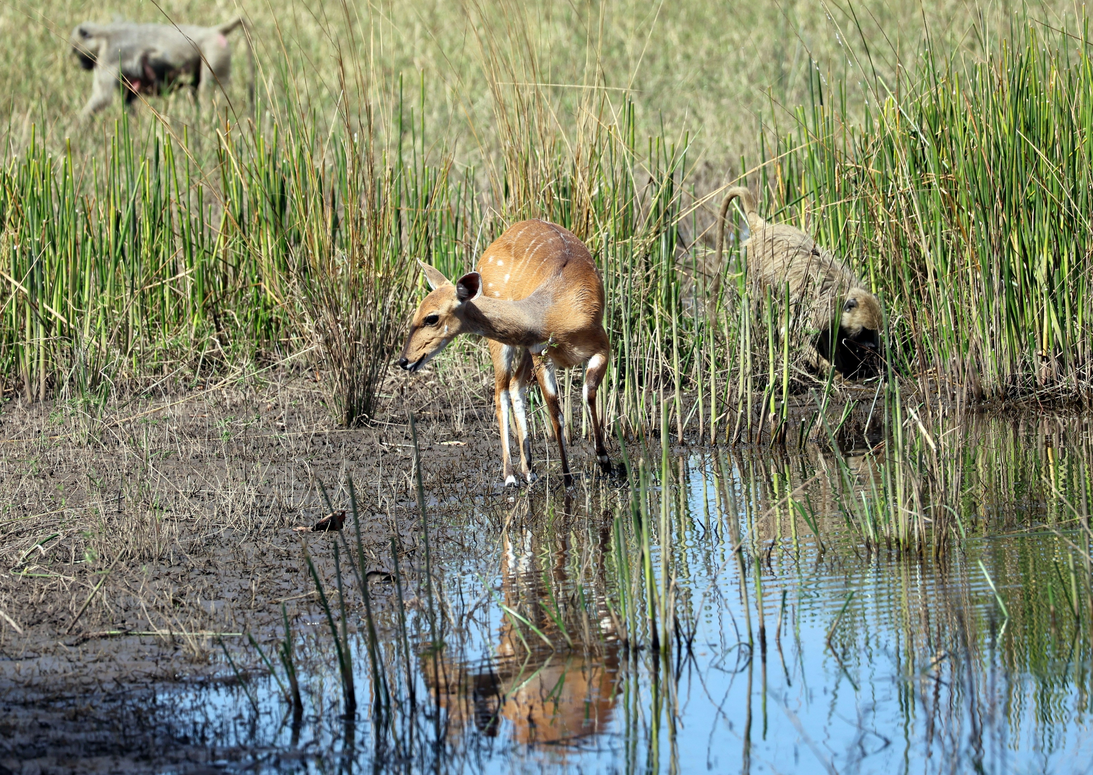 A bushbuck standing in shallow water near tall grasses with two baboons nearby