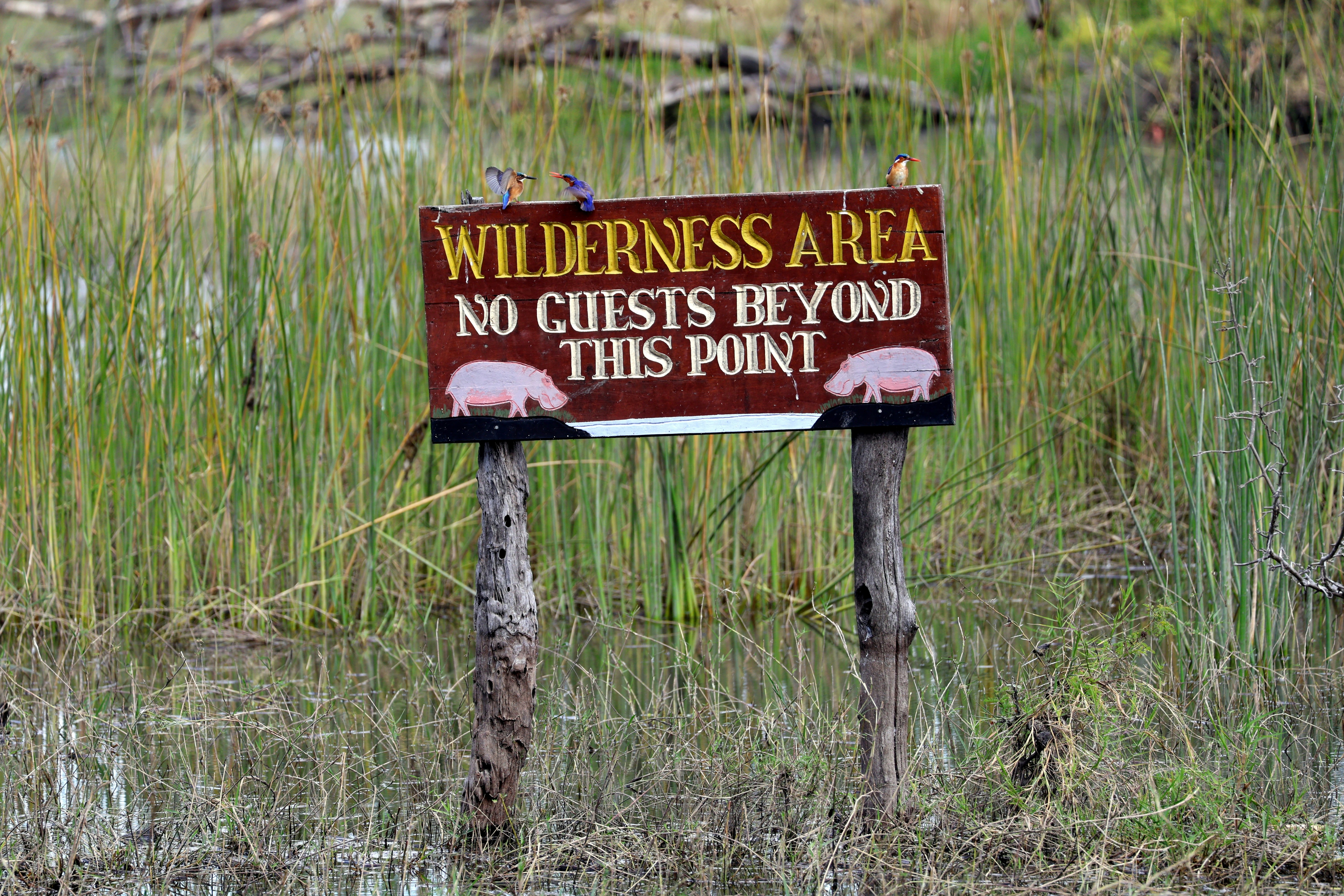 A wooden sign reading "WILDERNESS AREA NO GUESTS BEYOND THIS POINT" in a marsh