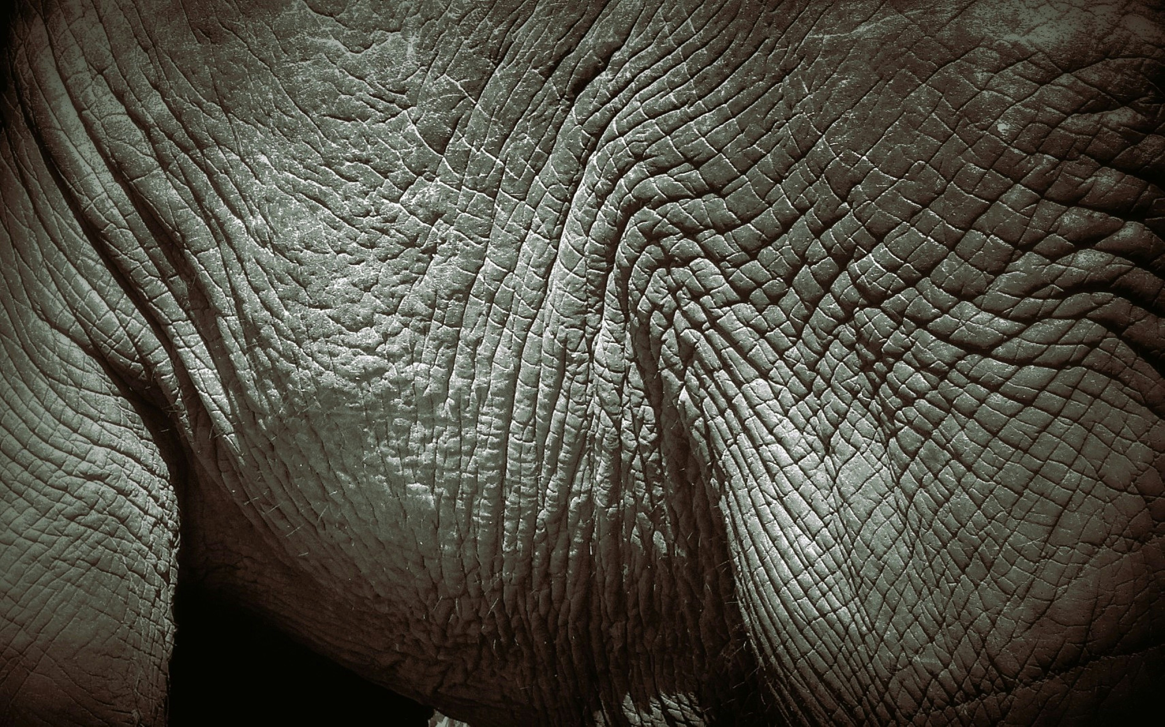 Close-up of grey elephant skin with deep wrinkles and a textured pattern
