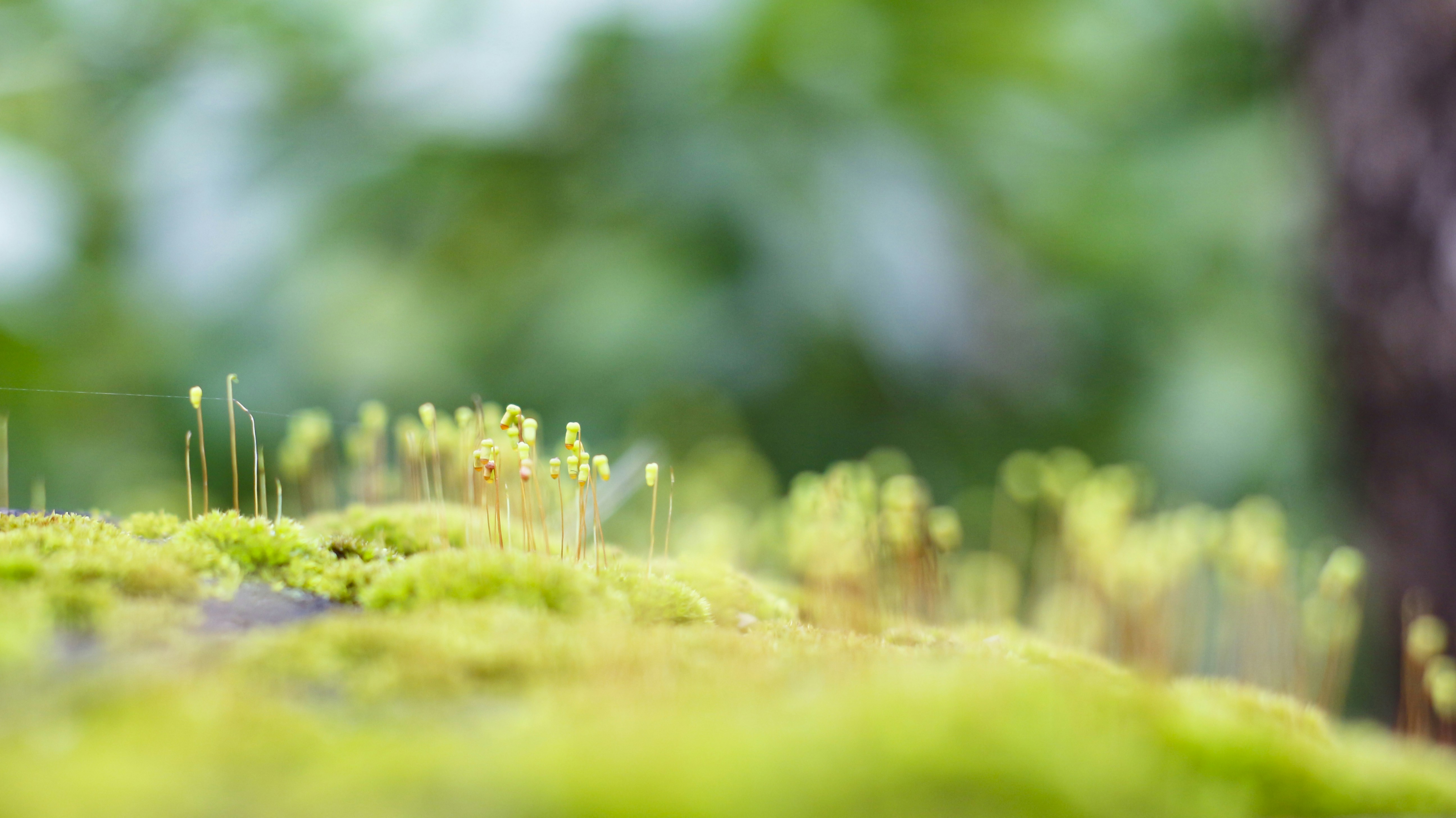 Tiny green moss sporophytes rising from a soft mossy surface in a forest