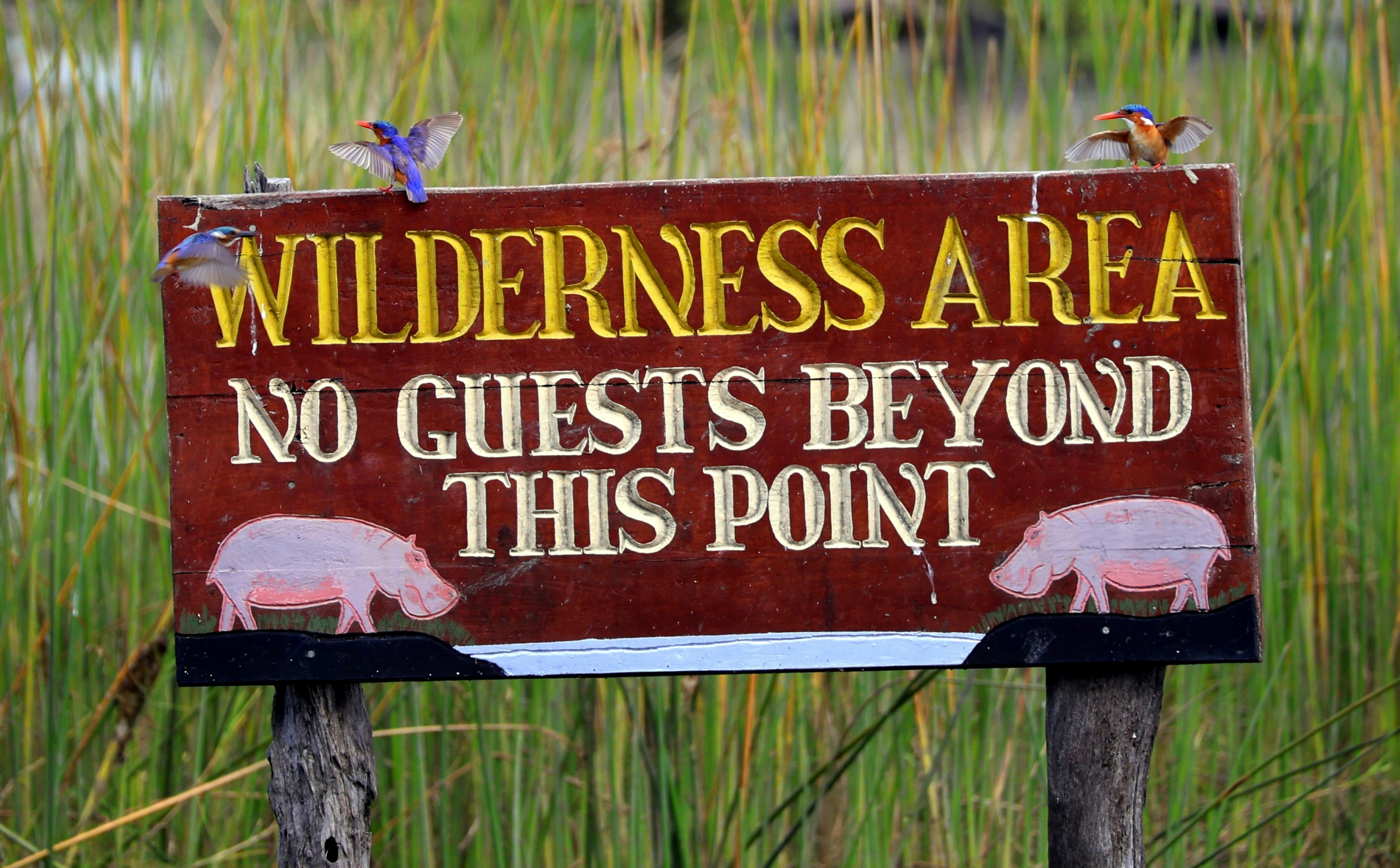 Three kingfishers perched on a wooden sign reading wilderness area in tall grass